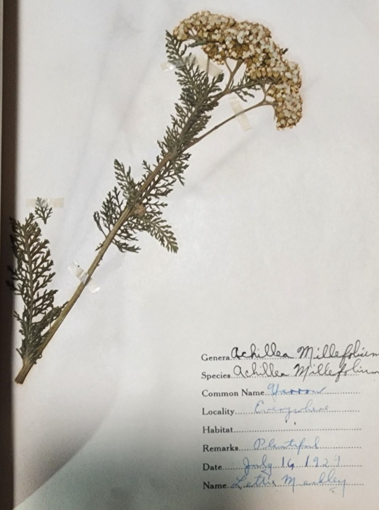 1900 Antique ATLAS HERBARIUM PLANT SPECIMINS Beckley Cardy Co. Completed 1929