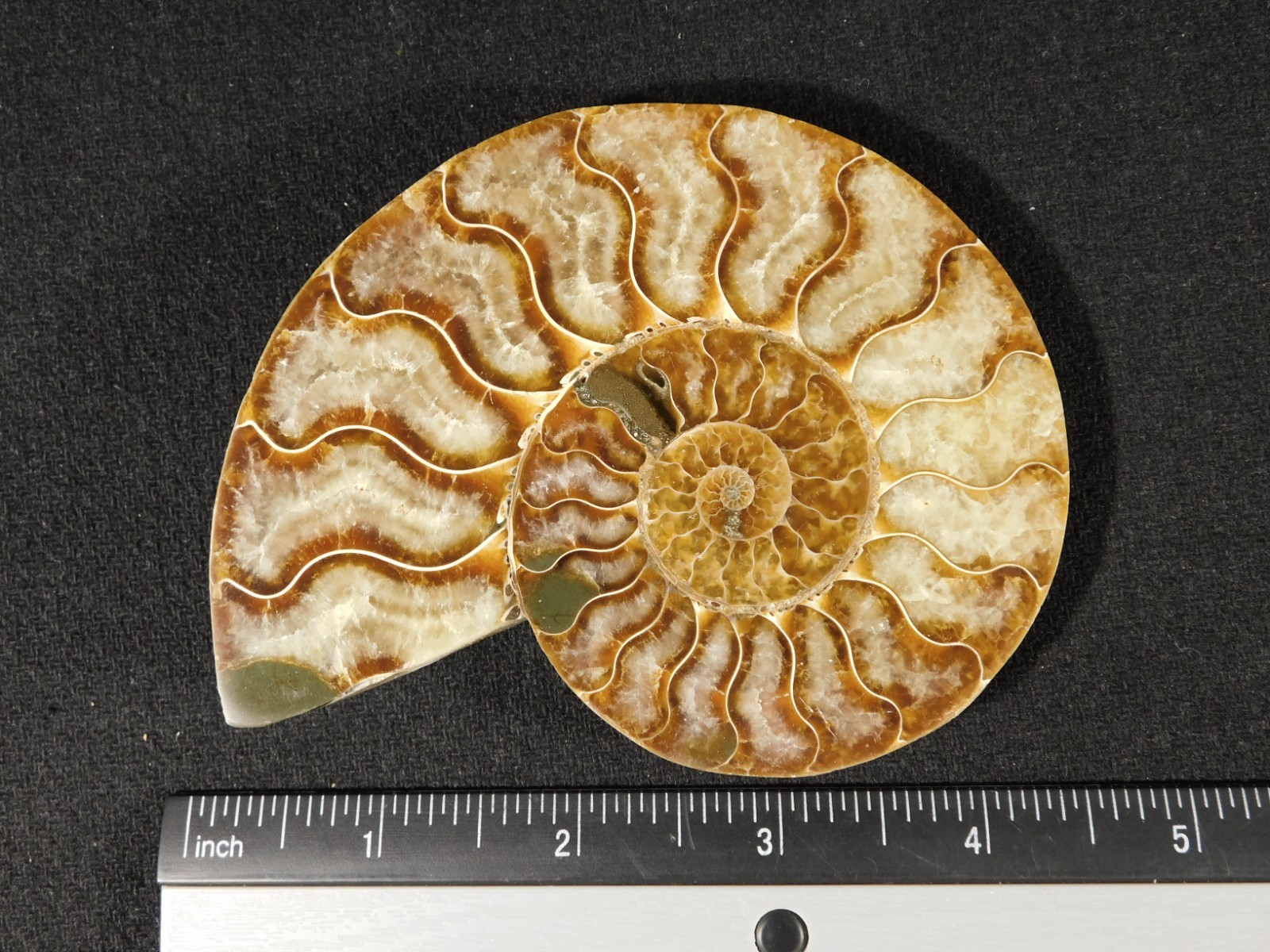 Larger! Cut and Polished AAA Cleoniceras AMMONITE Fossil From Madagascar 149gr