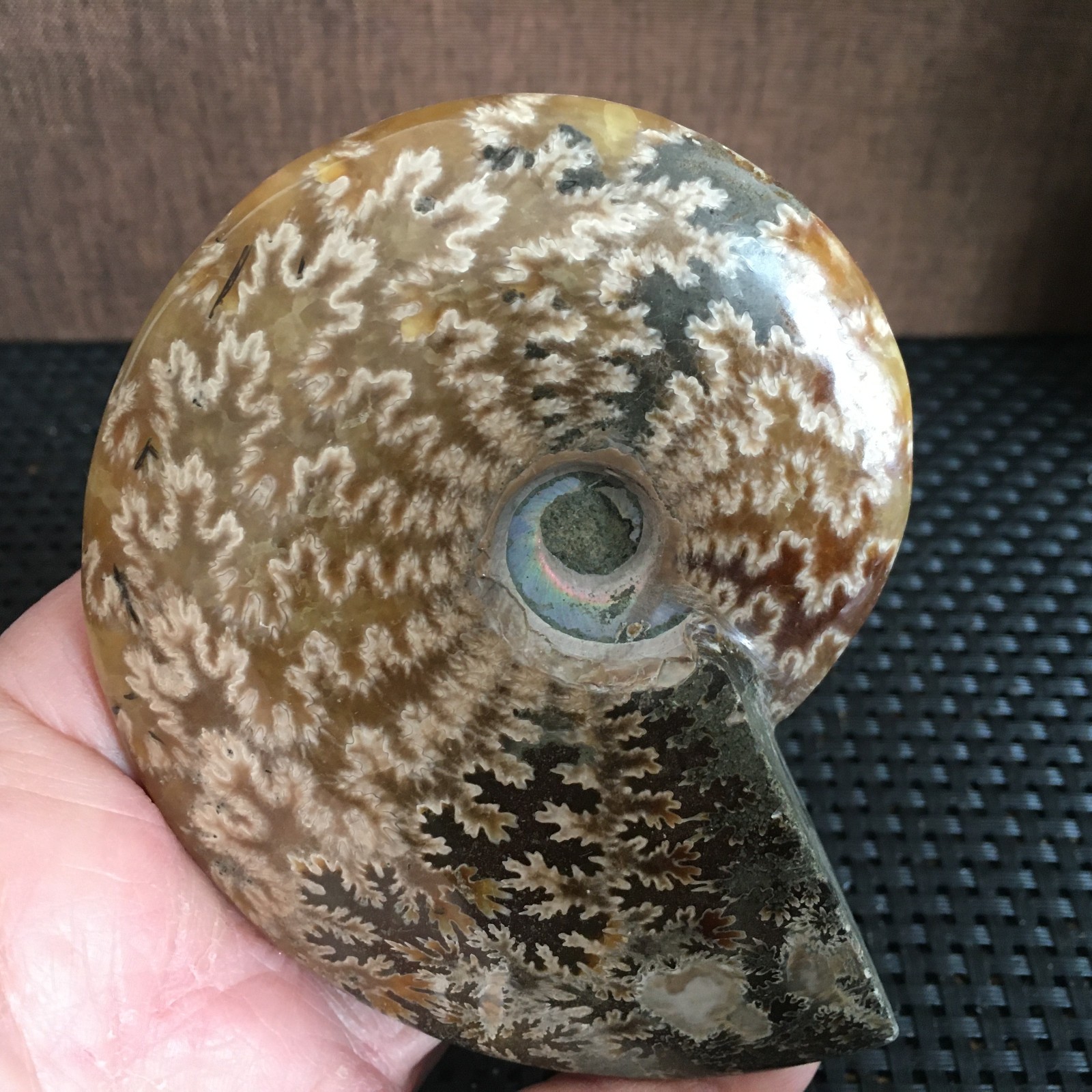 239g Natural polishing Ammonite crystal specimens fb1027