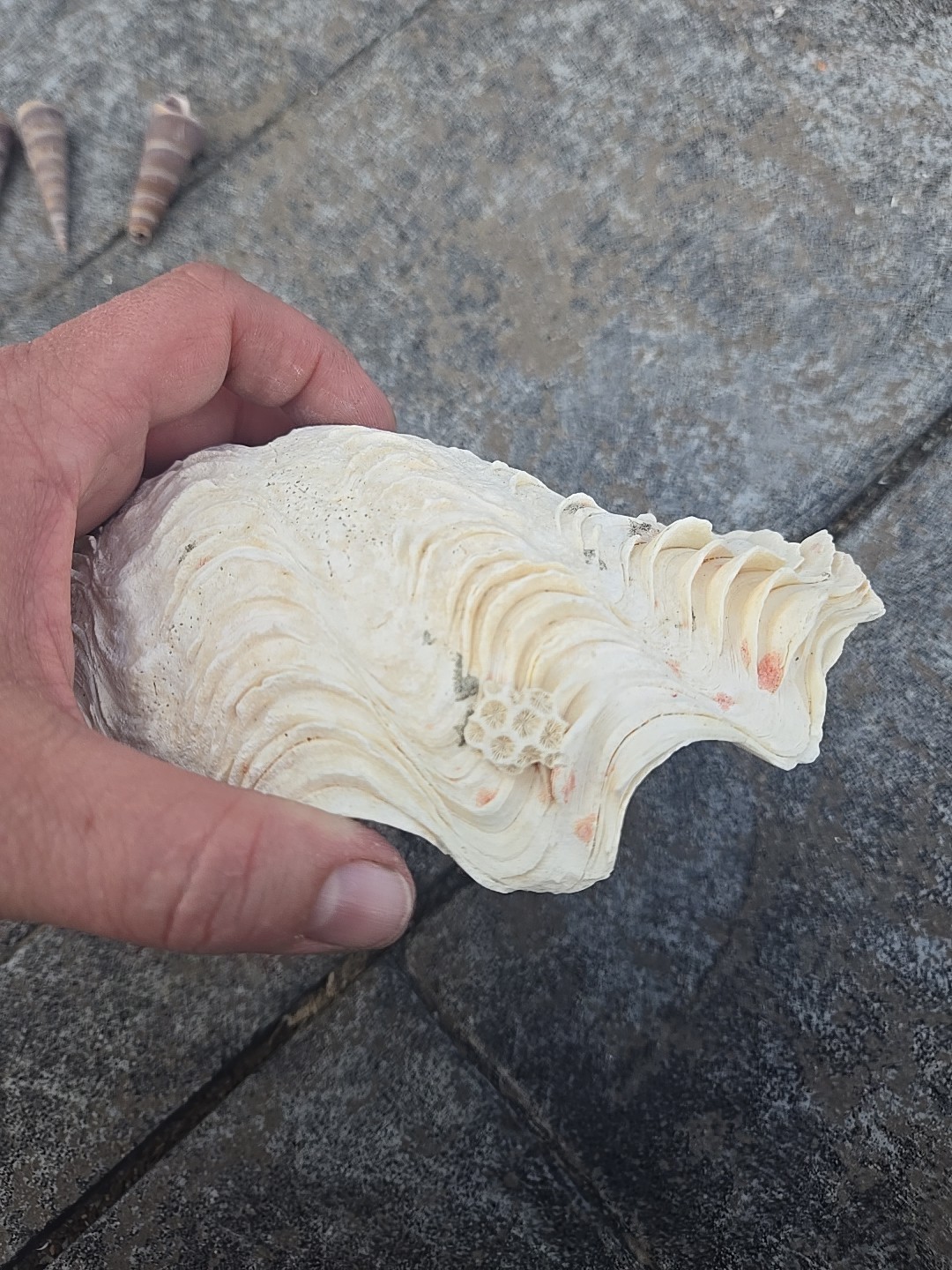 Derasa Tridacna Clam Seashell Half White w Barnacle Growth 1 HALF approx 6.75"