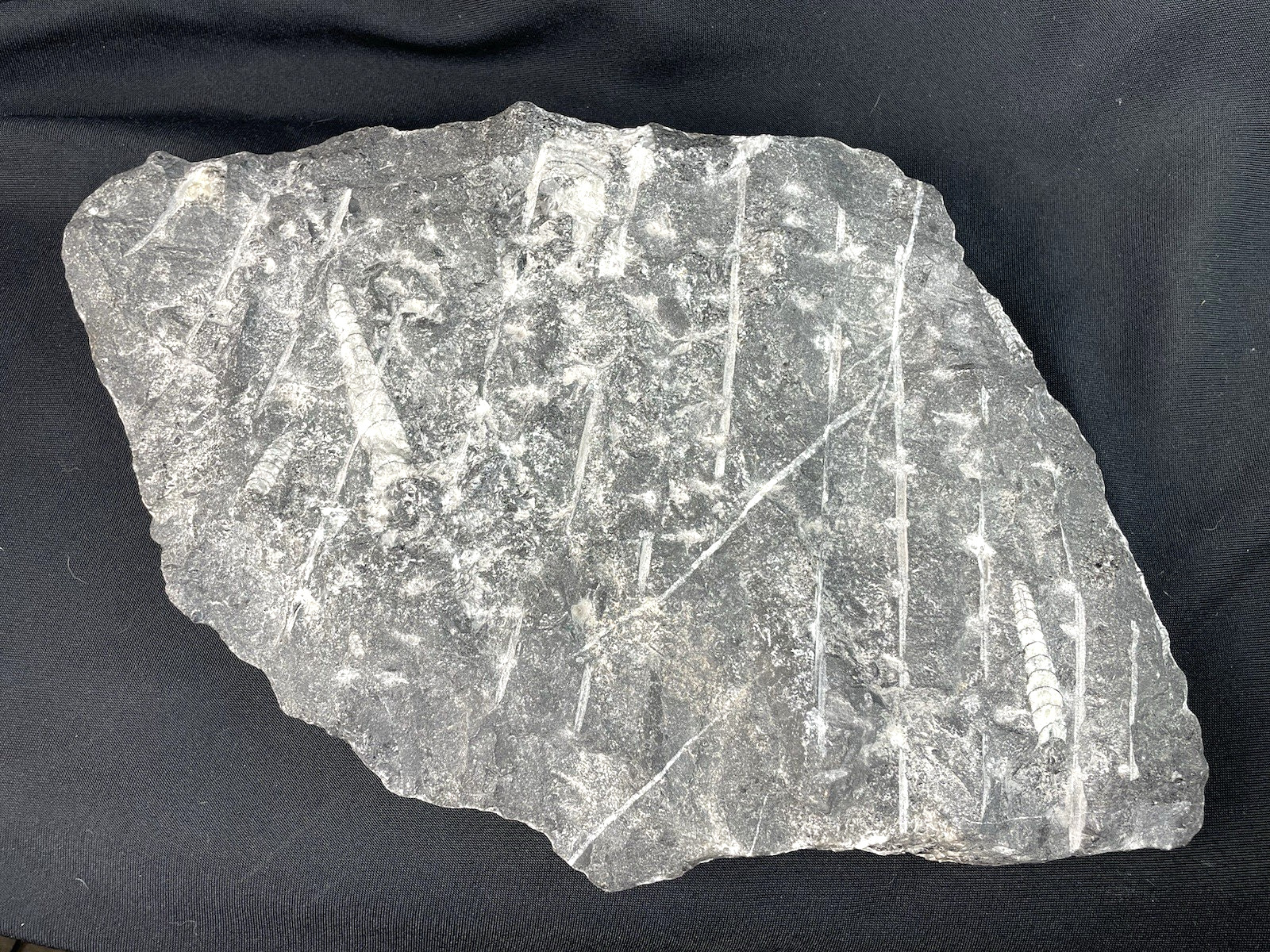 10 lbs Block of Polished Petrified Sea Life Fossil Devonian Orthoceras 9" x 12"