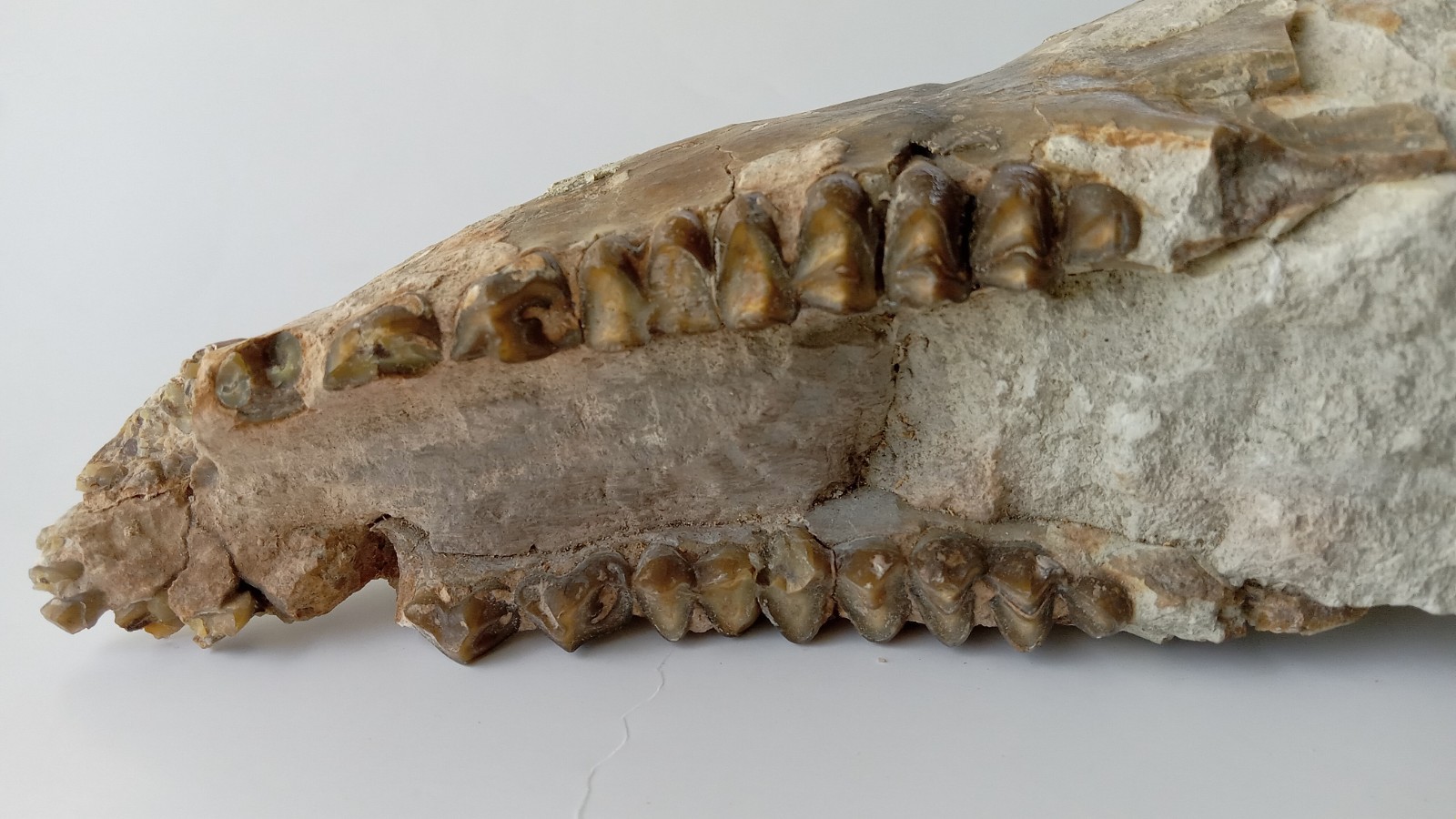 Camel Jaw Teeth Fossil From Badlands South Dakota
