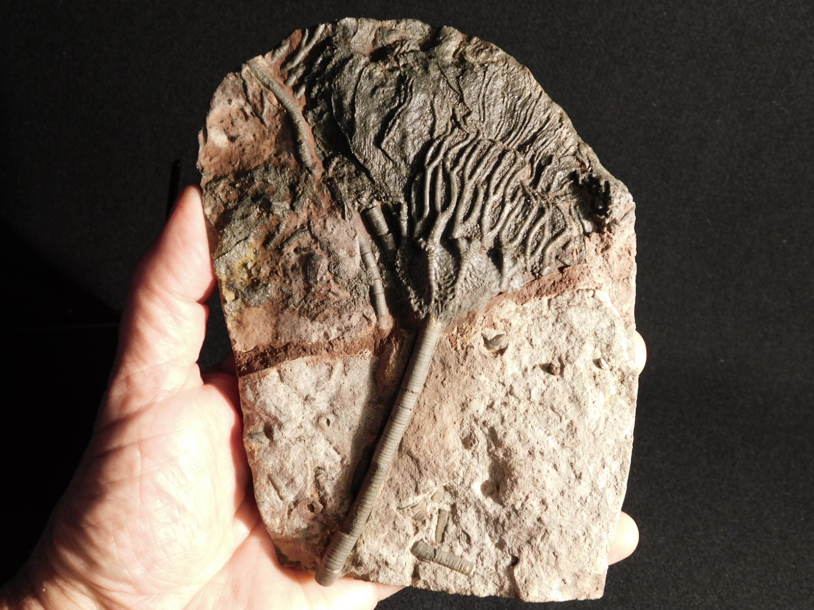 Larger! 430 Million Year Old! CRINOID Fossil or Sea LILY Fossil Morocco 629gr