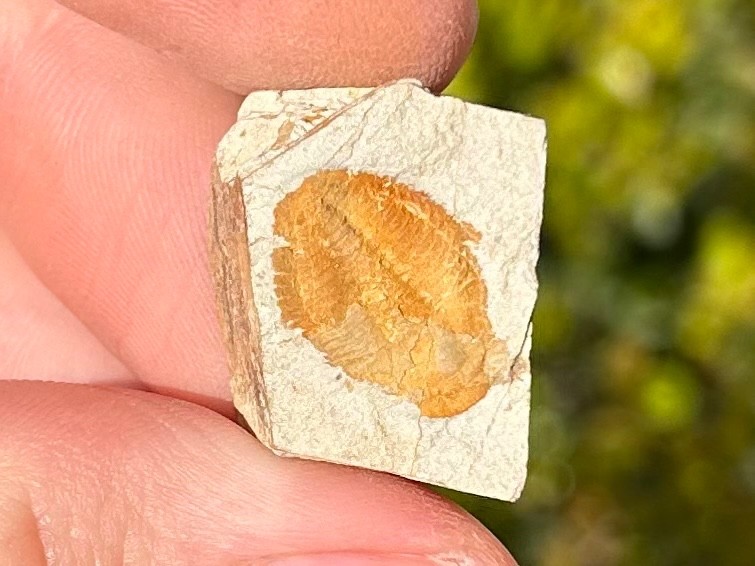 Georgia Fossil Trilobite Aphelaspis brachyphasis Conasauga Formation Cambrian