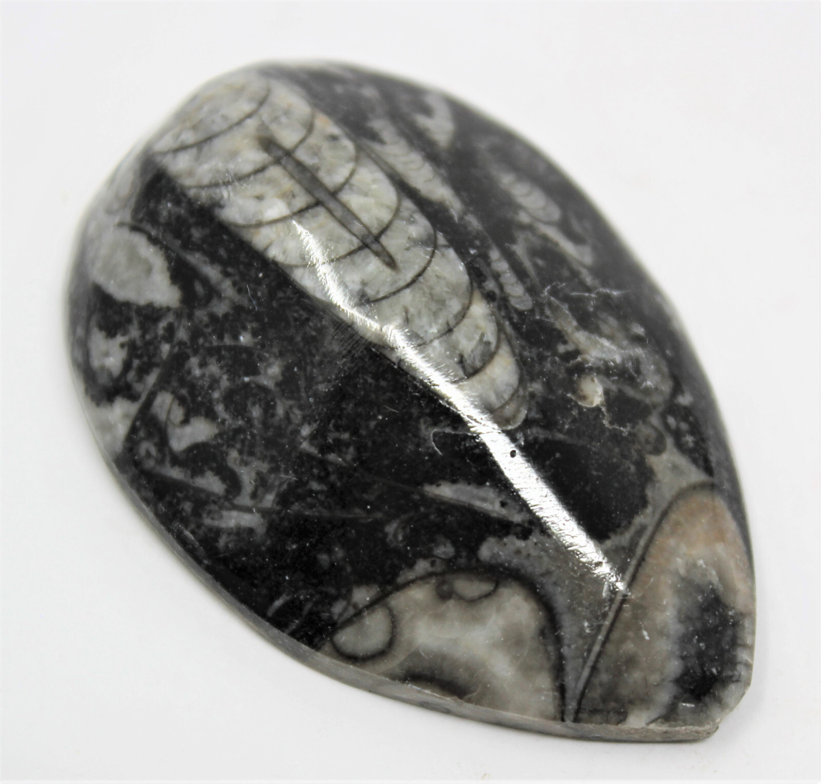 1 x Orthoceras Fossil, Fossilized Ancient Cephalopod (465+ Million Years Old)