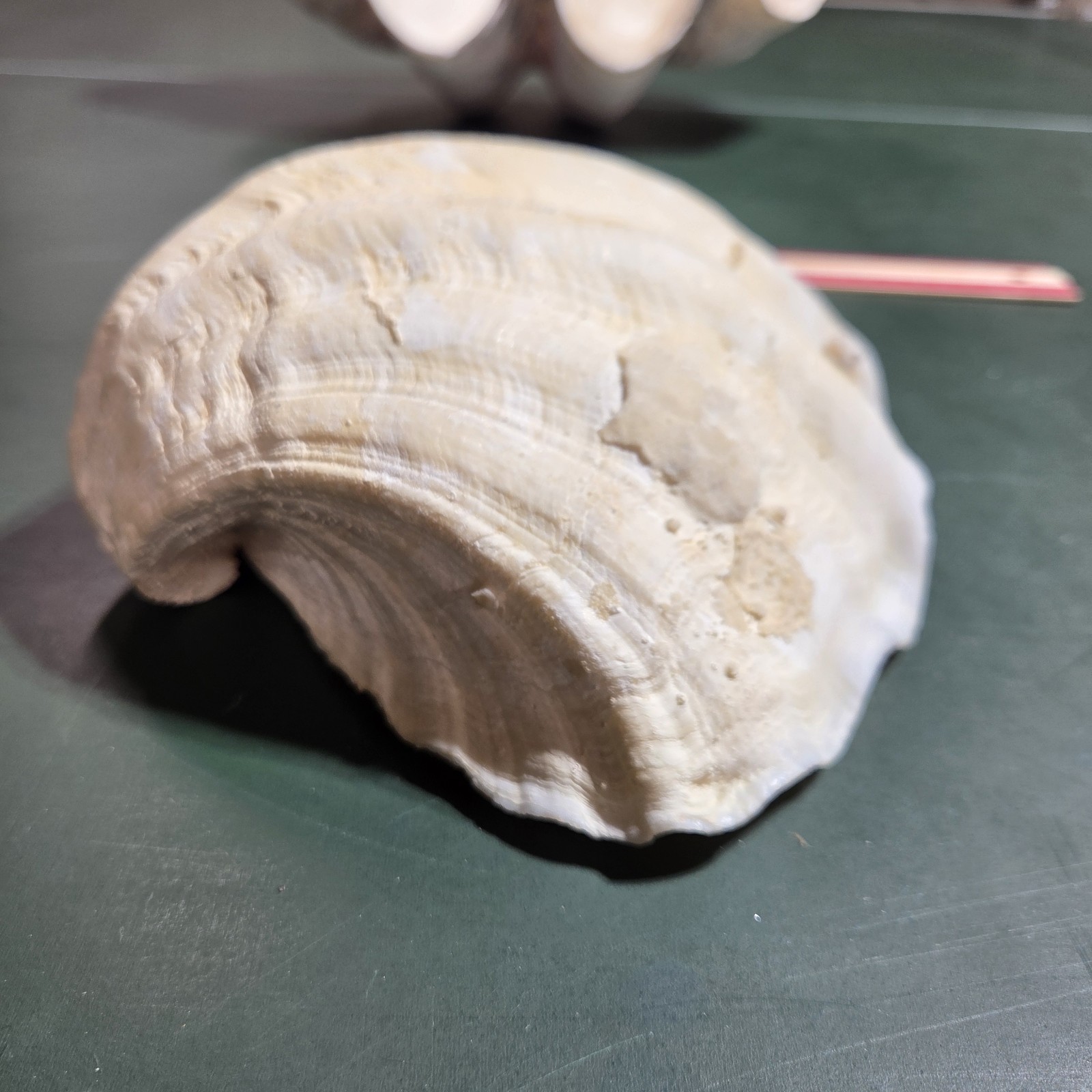 REAL 15½" Natural Giant Clam Shell Tridacna Gigas Sea *AND* 10" Giant Clamshell