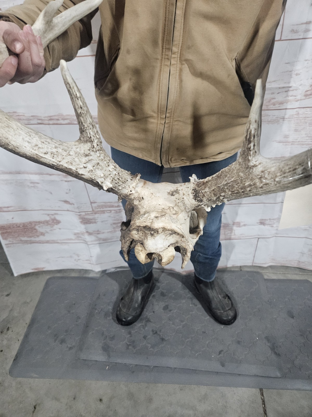 Wild 10 Point Whitetail Deer Antler Rack Horn European Skull Mount Man Cave 148"