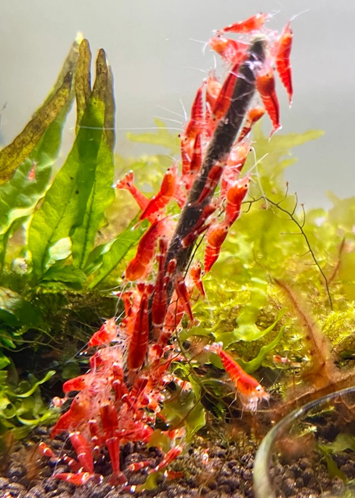 Shrimp Lollies 15 Sticks - All in One Lollies Nano - Homemade in USA Shrimp Food