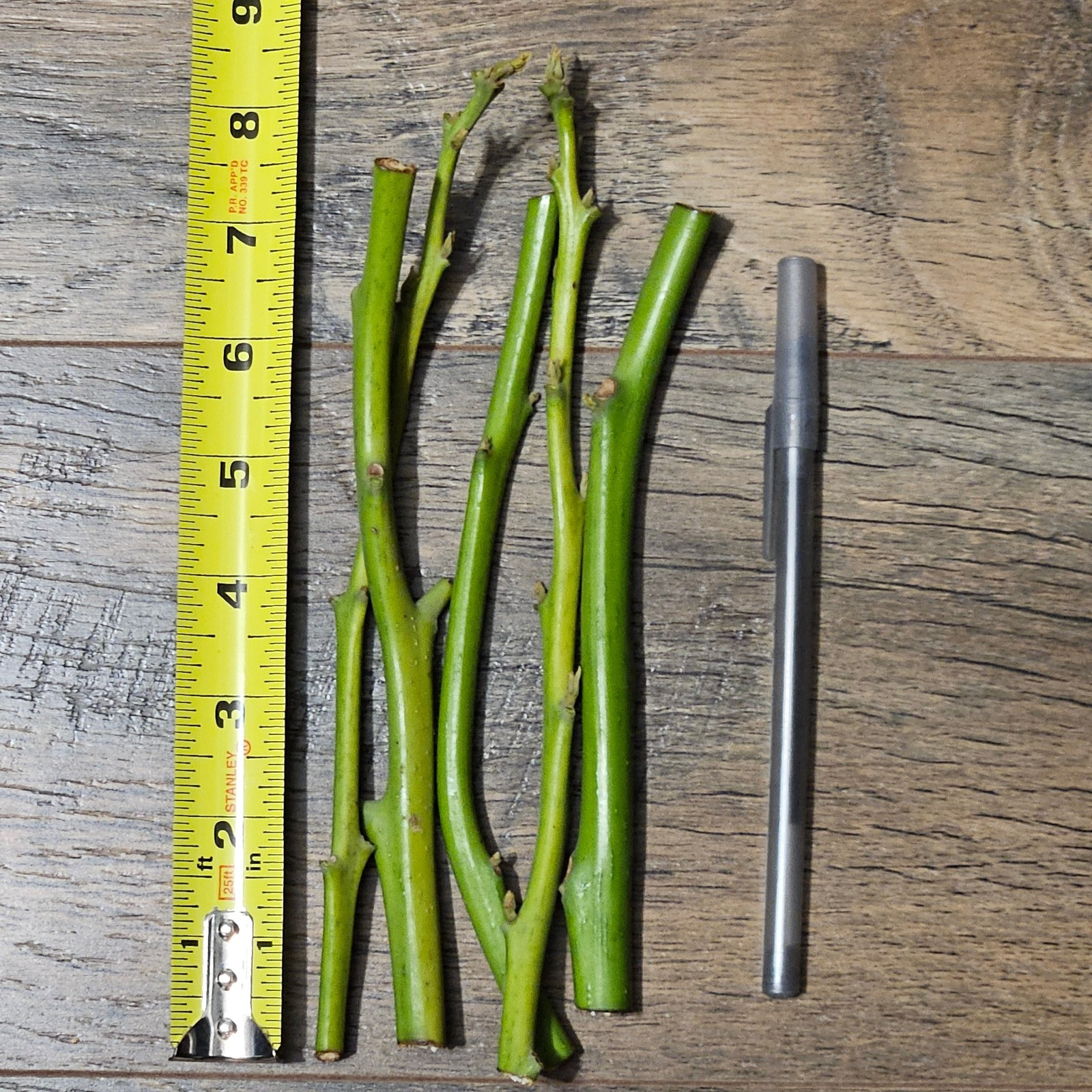 Hass Avocado Scion Wood Cuttings For Grafting/Rooting UNROOTED (3-10 PCS)