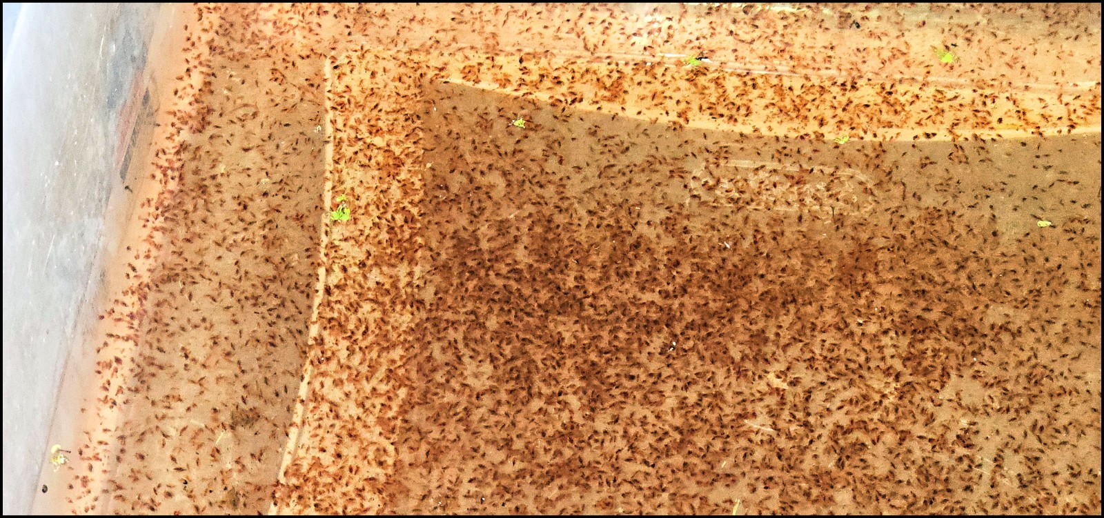 (Buy 2 Get 1 FREE) 500+ Live Daphnia Magna 500+ (FREE SHIPPING)