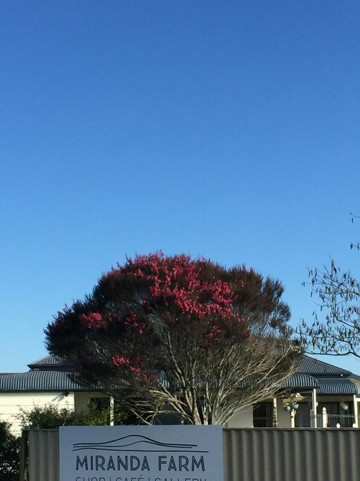 Pink Manuka - 500 seeds - Leptospermum scoparium - from New Zealand