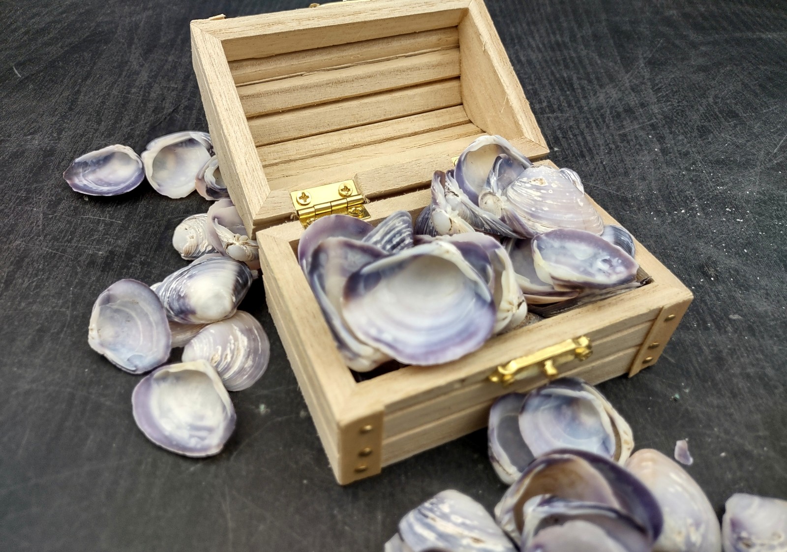 Purple Cay Cay Clam Seashells (approx. half cup +/-70 shells 0.5+ inches)