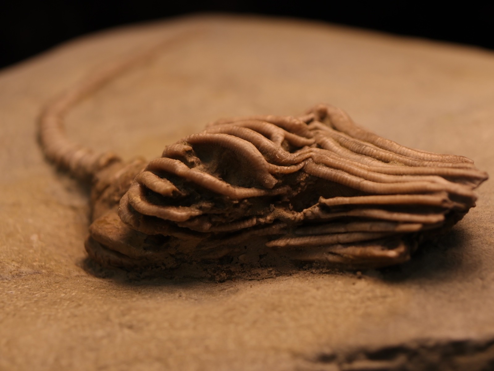 Actinocrinites gibsoni Crinoid Fossil, Crawfordsville, IN