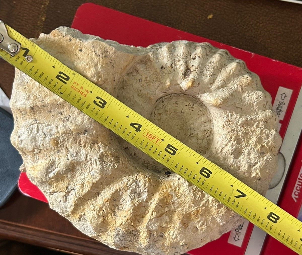 SUPERB 7.5” Cretaceous Mortoniceras Sp.Texas Fossil Ammonite!CRAZY Oyster Party!