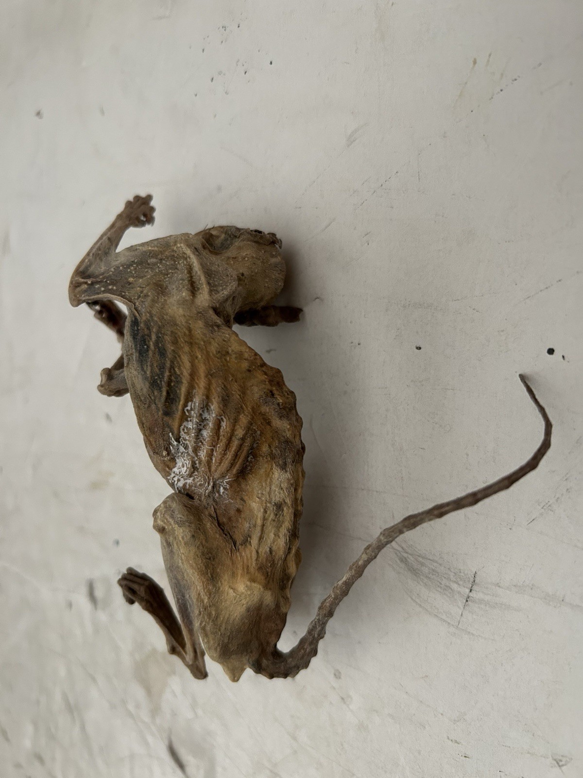 Mummified Baby Squirrel Unusual Unique