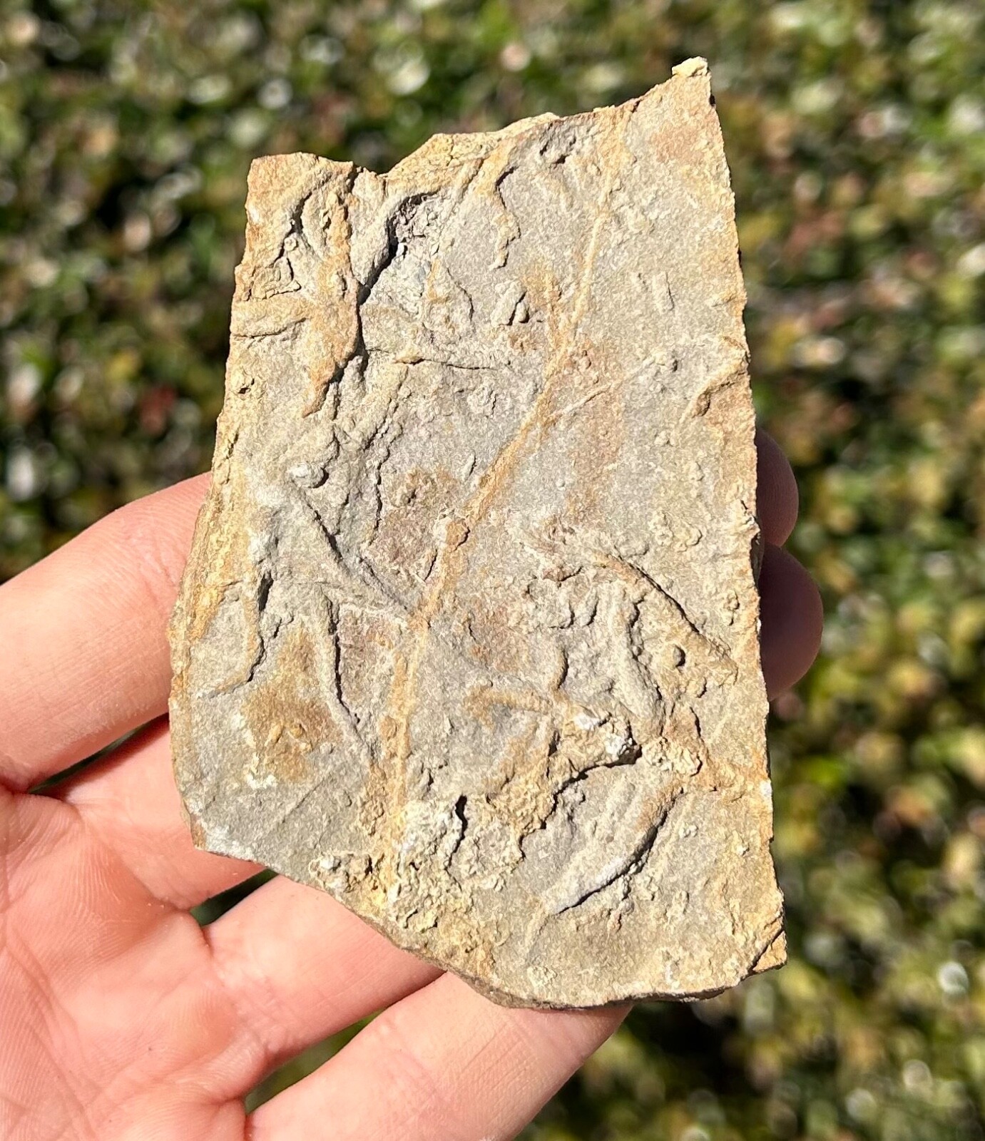 France Fossil Starfish in Matrix Asterie lumbricalis Triassic Age Echinoderm