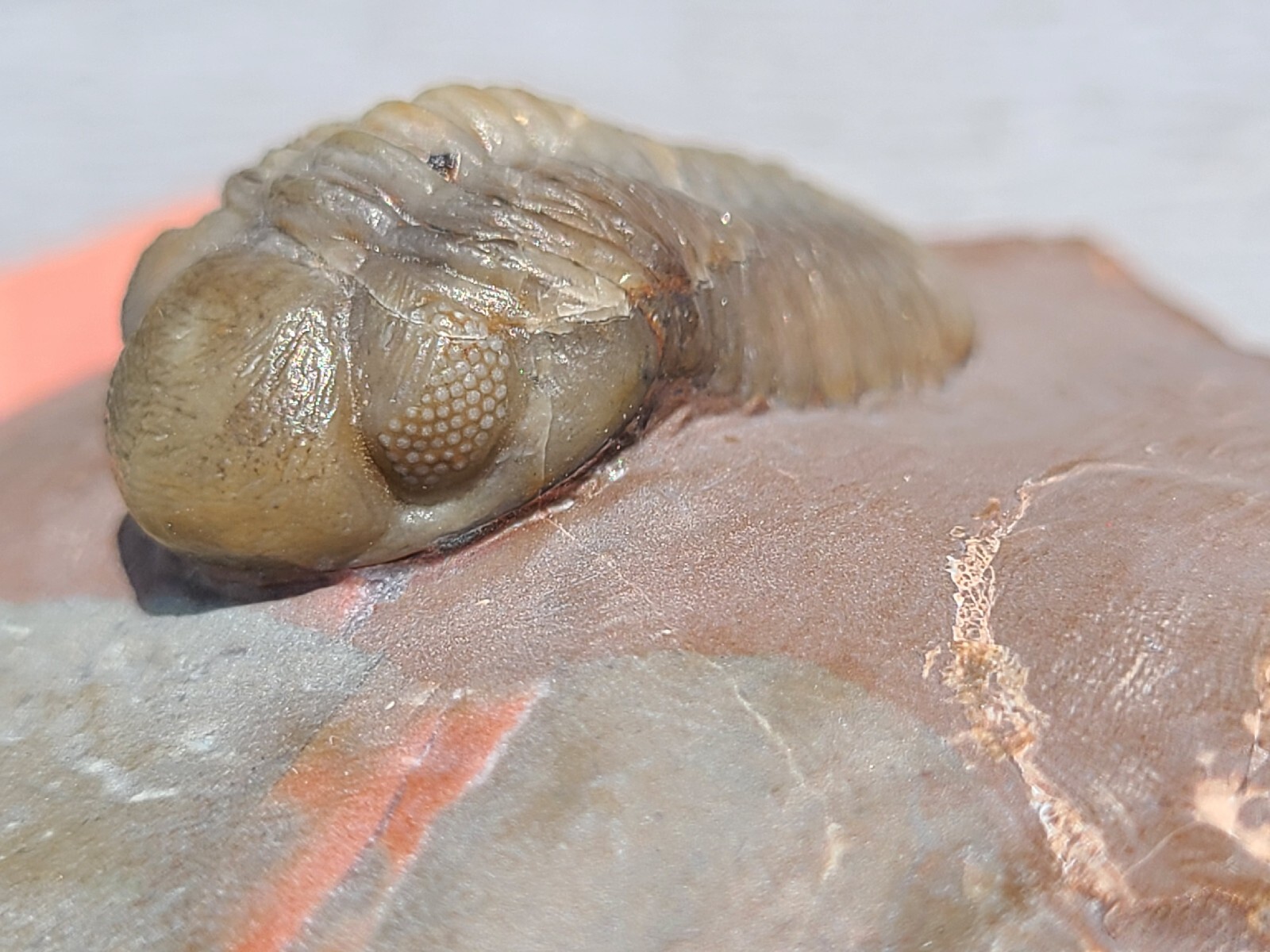 Top prep Basseiarges and Austerops fossil Devonian from Jorf beautiful color