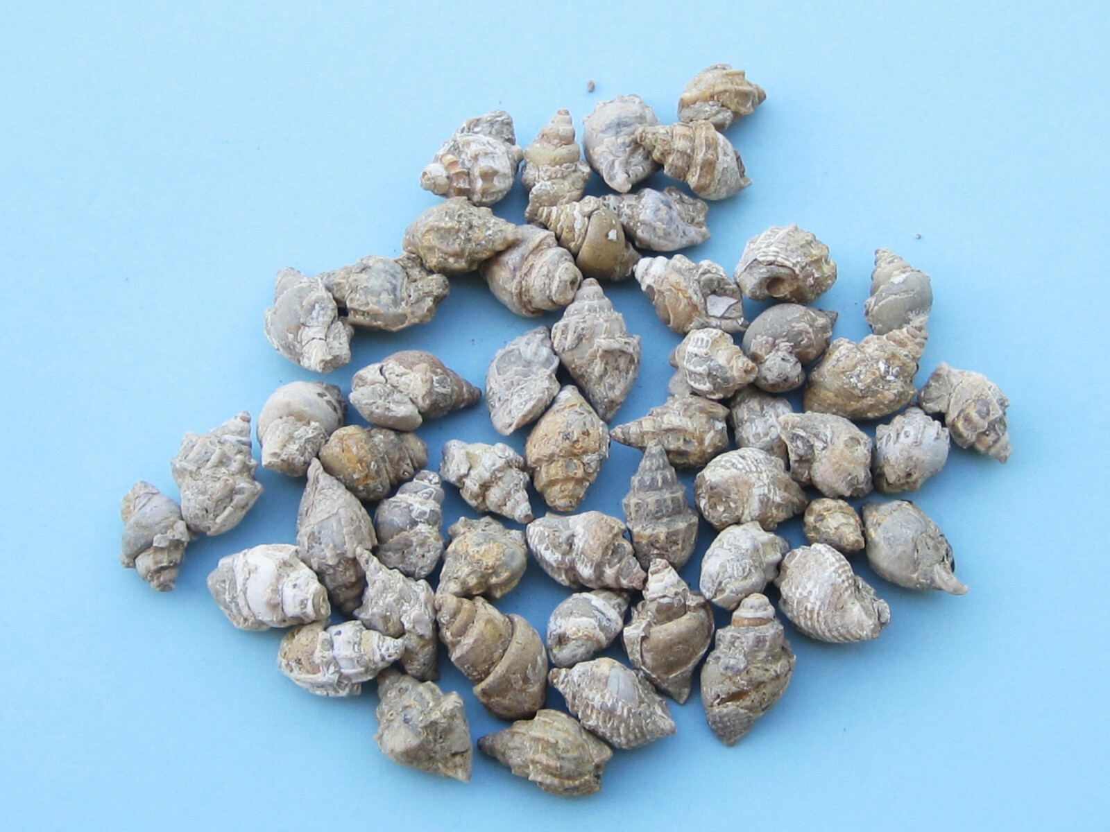 FIFTY GASTROPOD FOSSIL CRETACEOUS PERIOD WHOLESALE