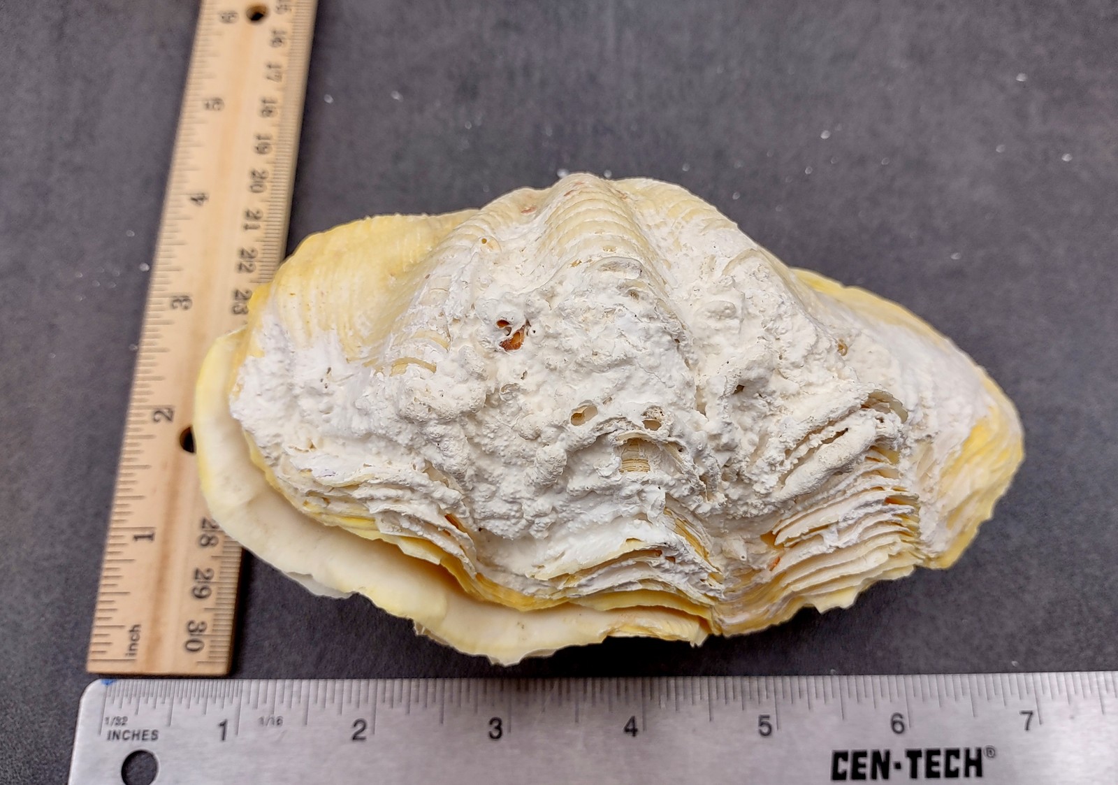 Derasa Clam Seashell White Tridacna Derasa (1 shell approx. 5+ inches)
