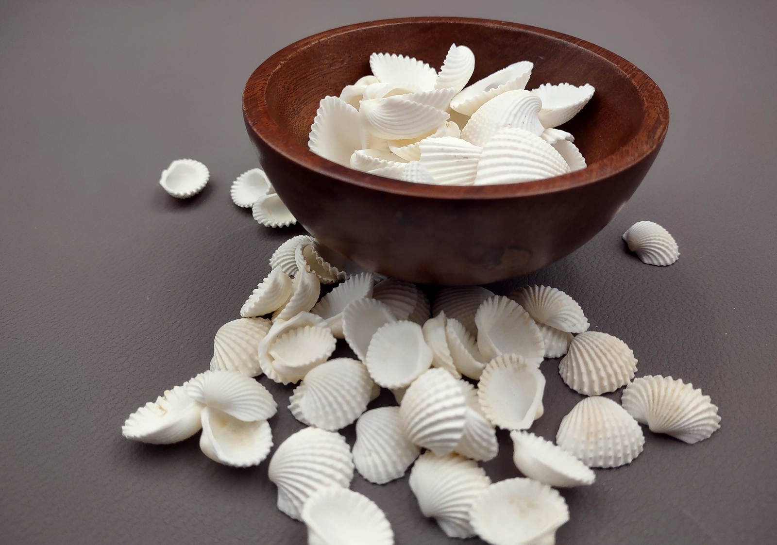 White Ark Clam Seashells Tegillarca Granosa (approx. 20+ shells 1+ inches)