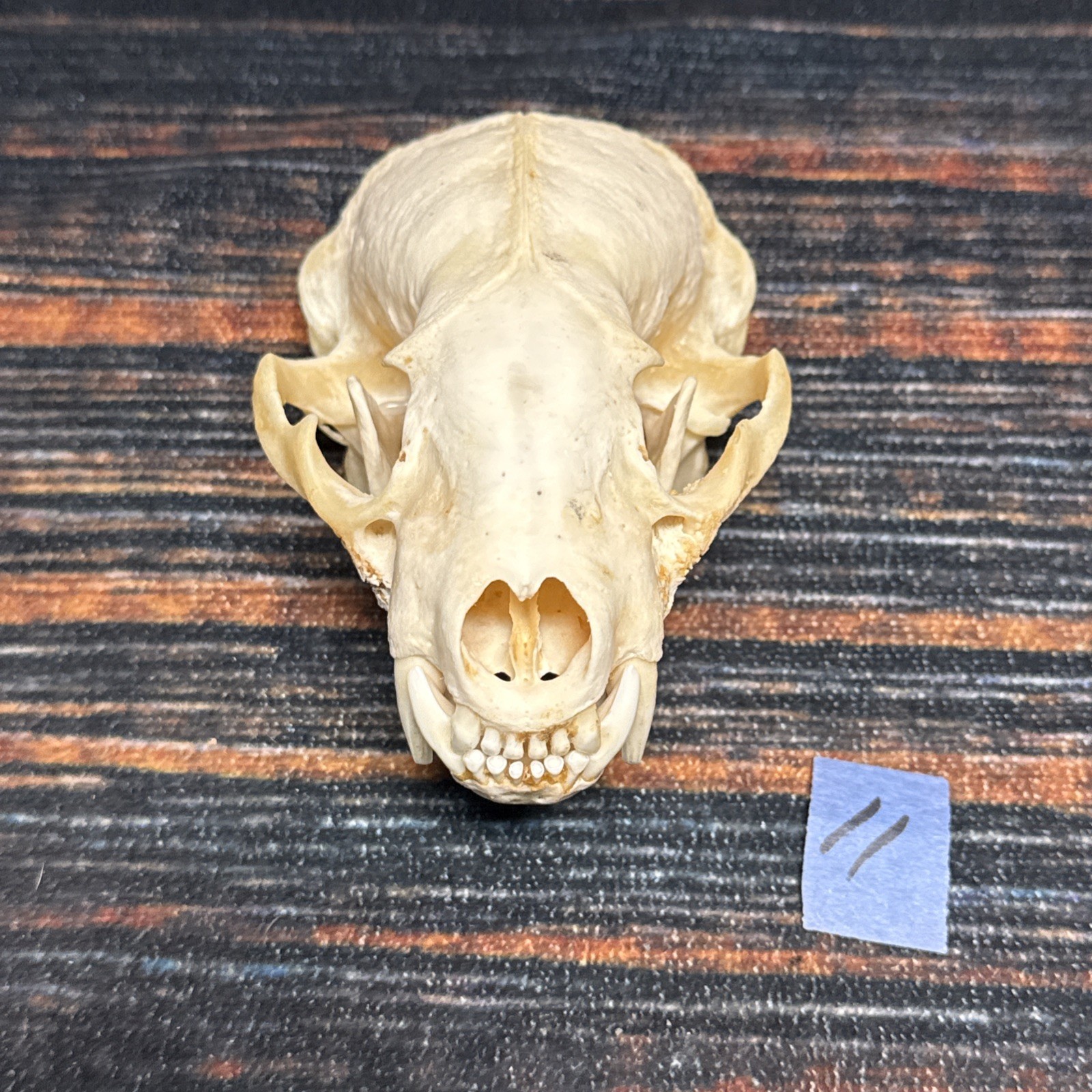 Real XL Badger Skull Unique Gift Halloween Craft Animal Mount Art Model Head Odd