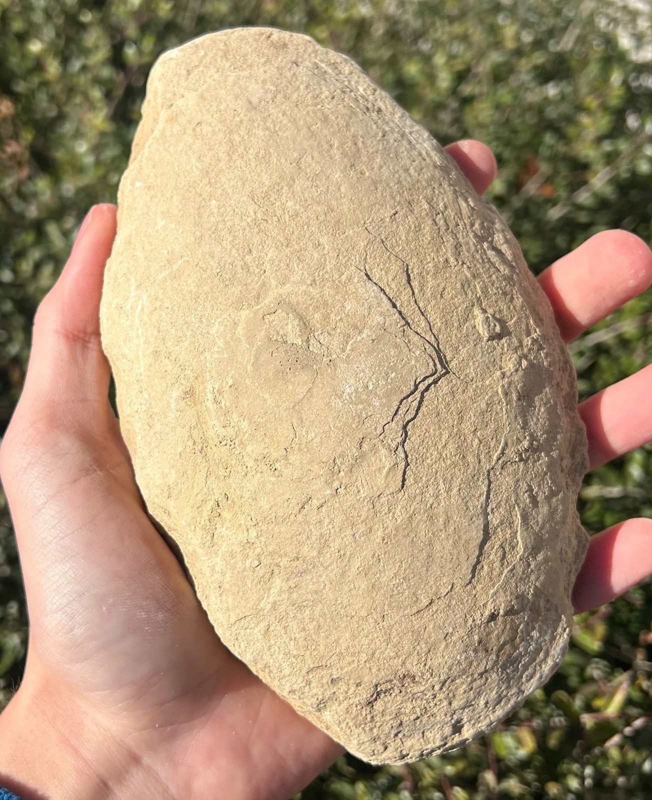 Rhacolepis Fossil Fish Brazil Santana Formation Cretaceous Pachyrhizodontidae