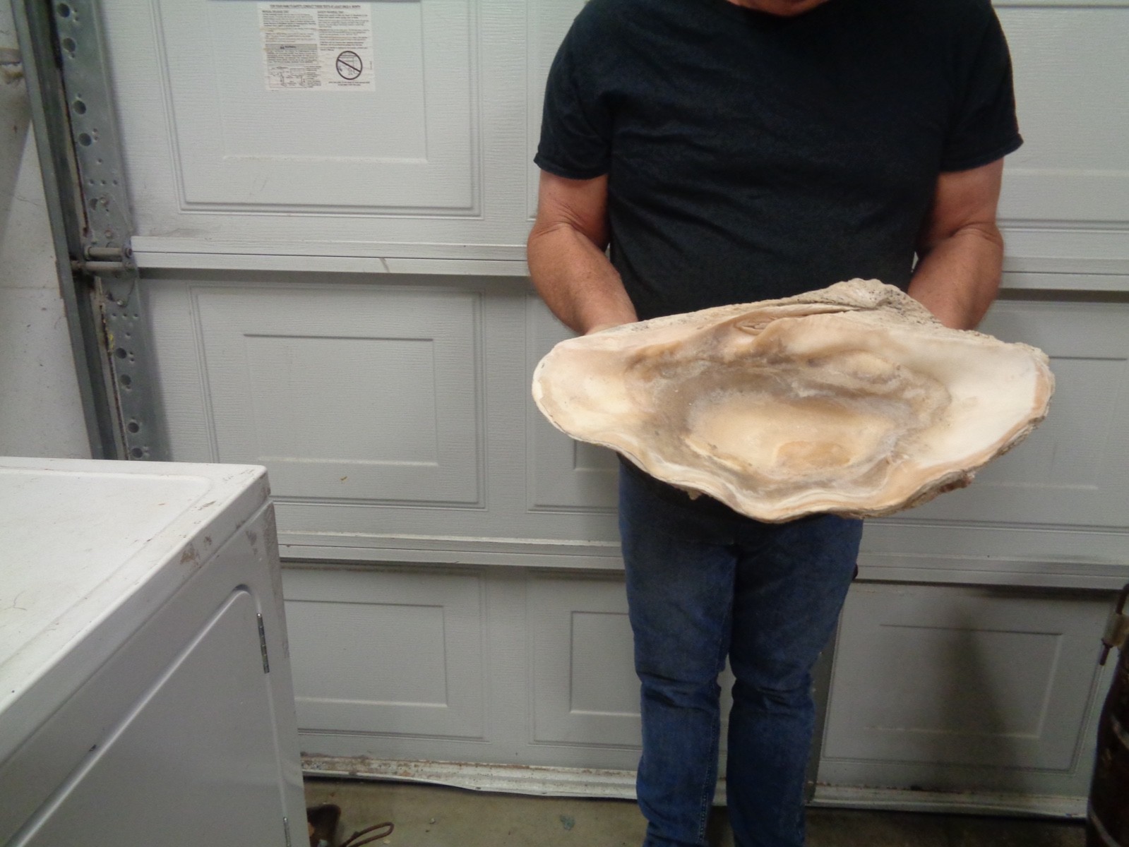 Tridacna Gigas Clam Shell Set Beautiful Matching Pair Giant Old Nautical Shells