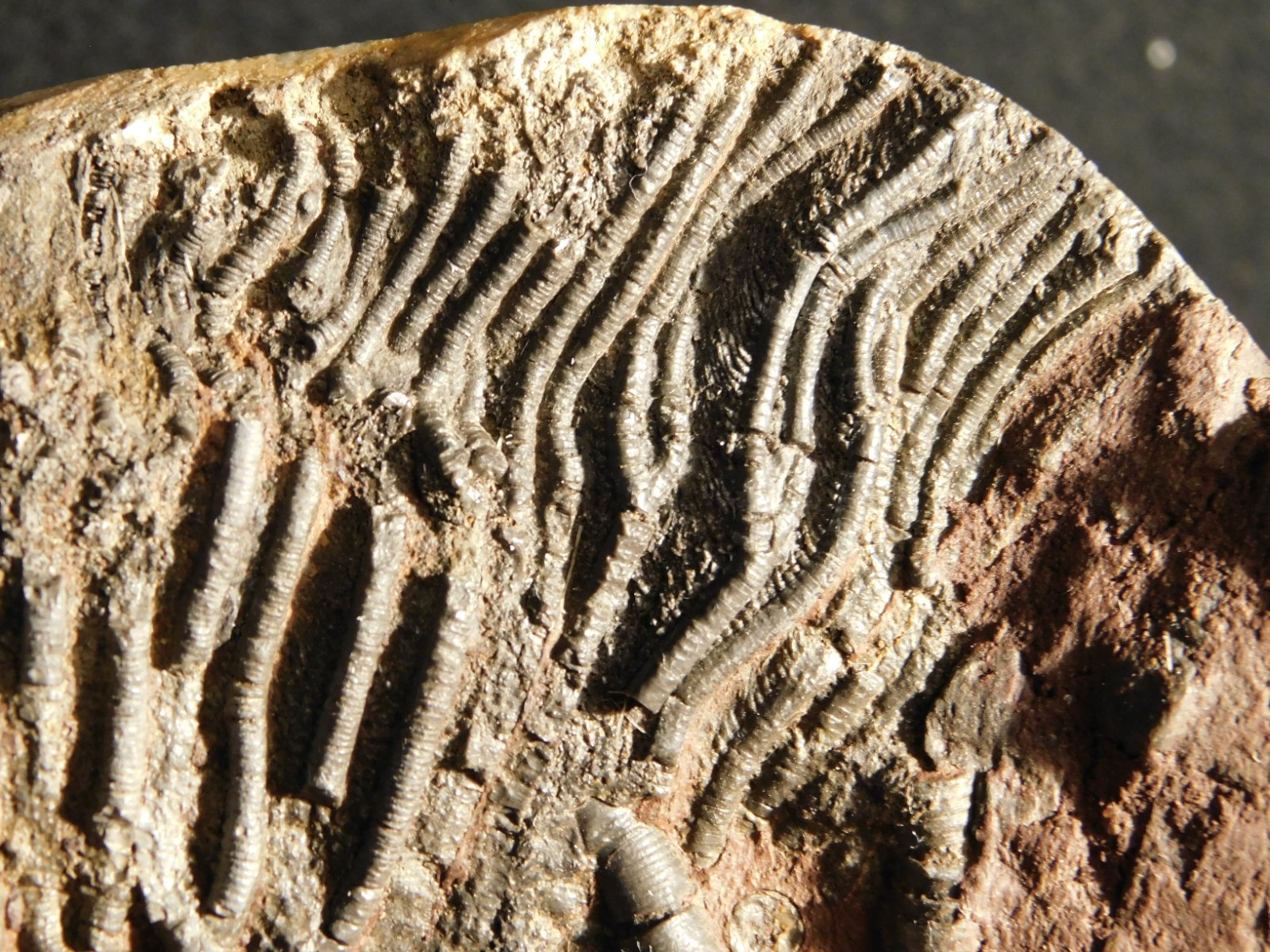 Big! 430 Million Year Old! CRINOID Fossil or Sea LILY Fossil Morocco 1686gr