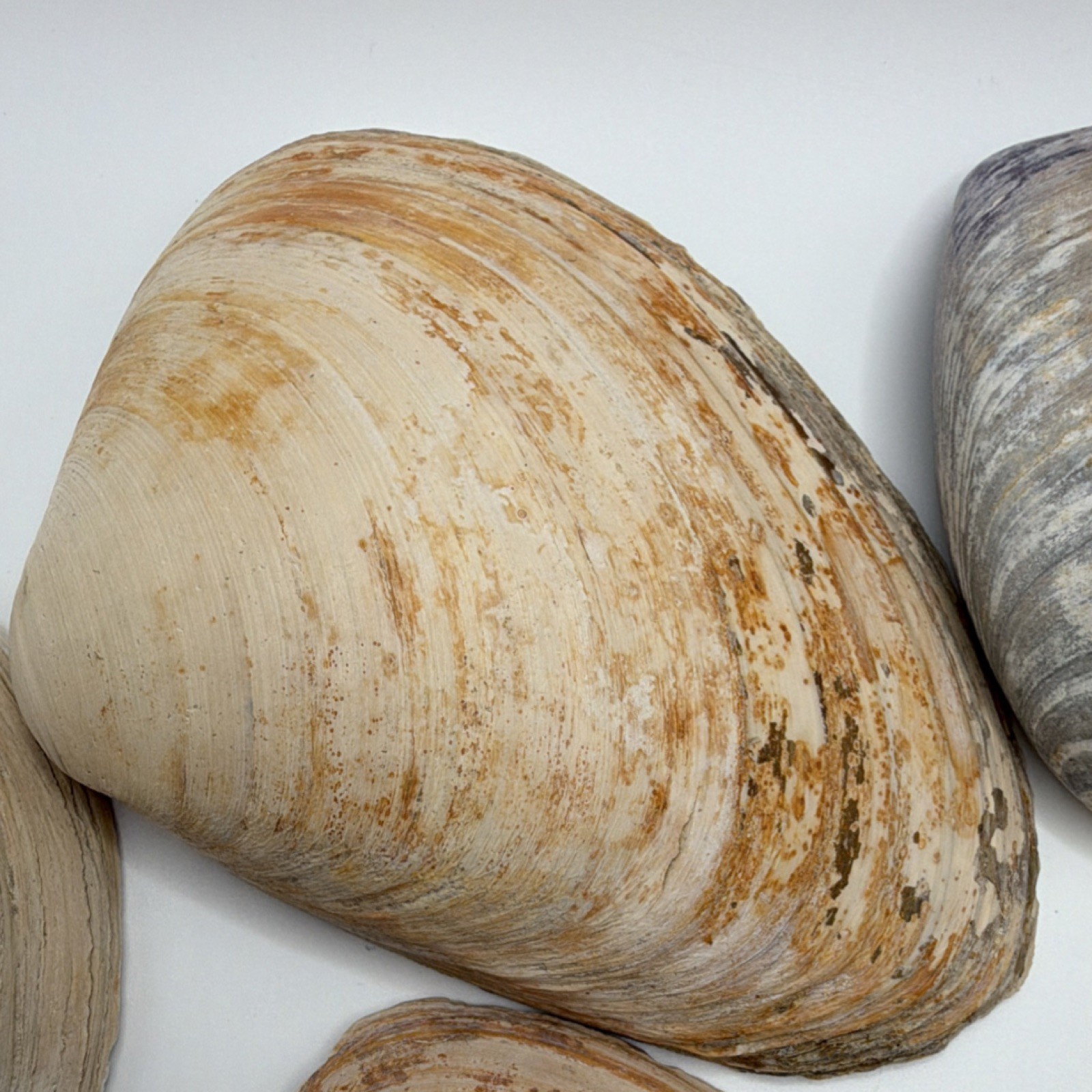 Assorted Natural Clam Shells Lot, Mixed Colors, Includes Painted Shell