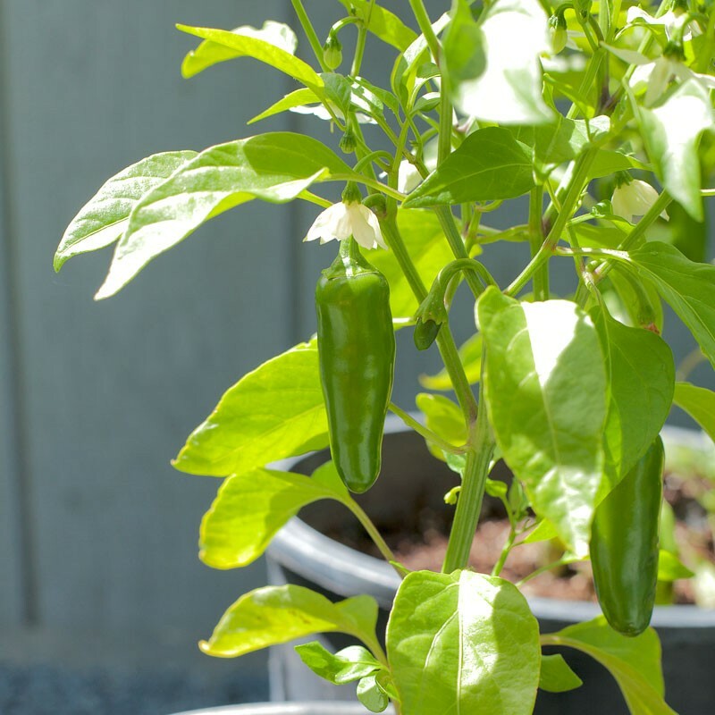 Early Jalapeno Pepper Seeds | Non-GMO | Free Shipping | Seed Store | 1002