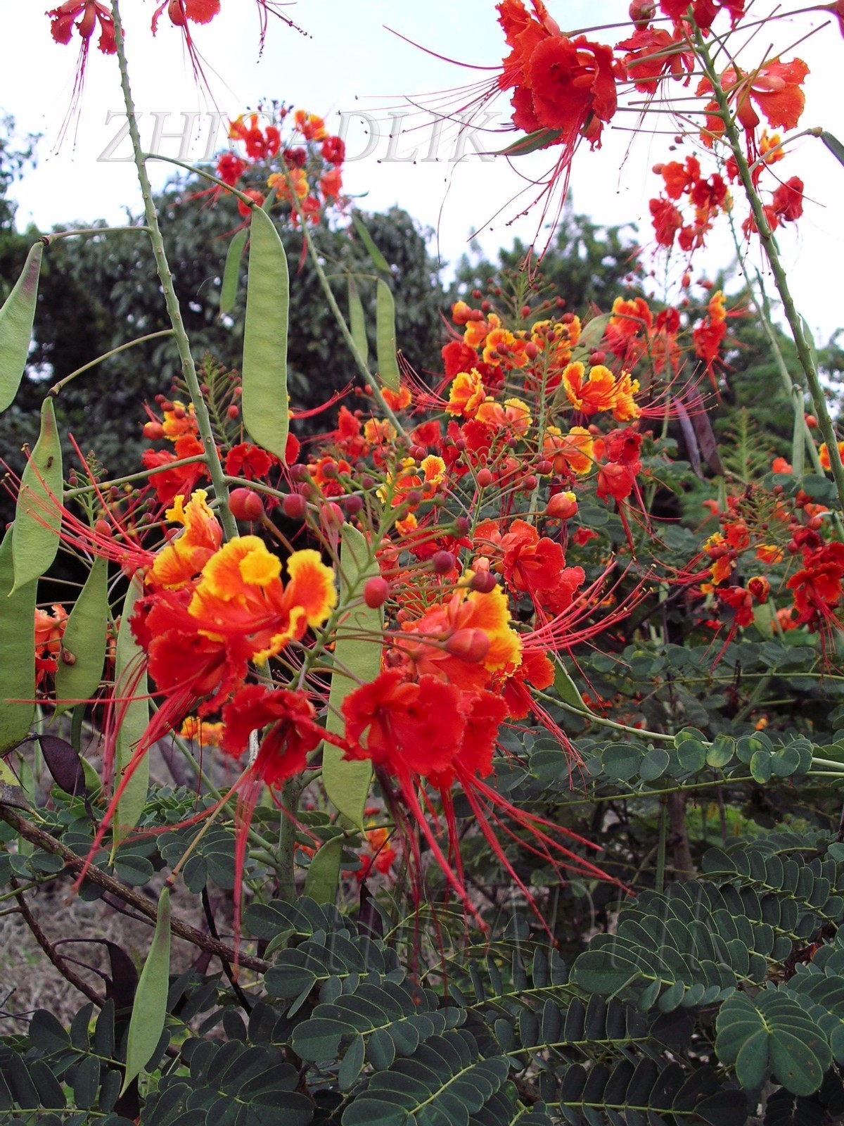 Caesalpinia pulcherrima Pride Of Barbados Mexican Bird Peacock seeds Orange Colr