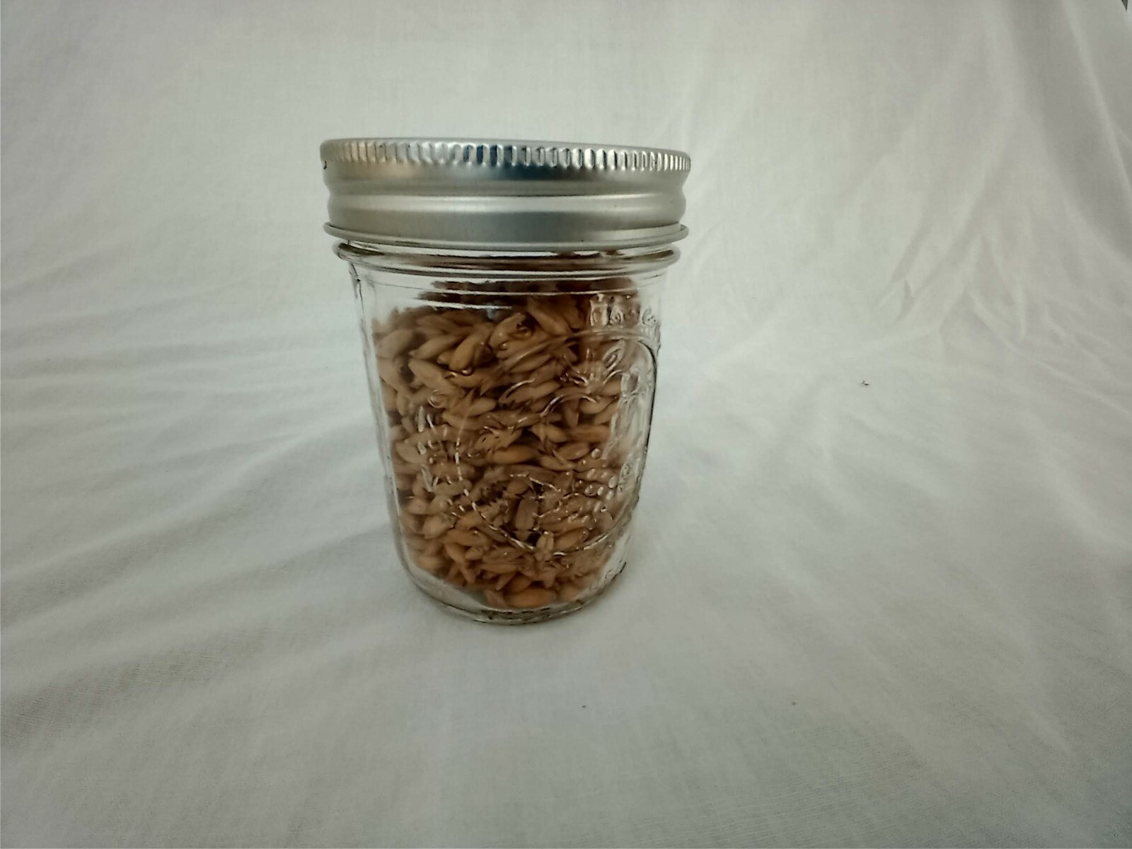1/2 PINT Mushroom Jars READY Sterilized Substrate Grain Grow Fast SHIP [C]