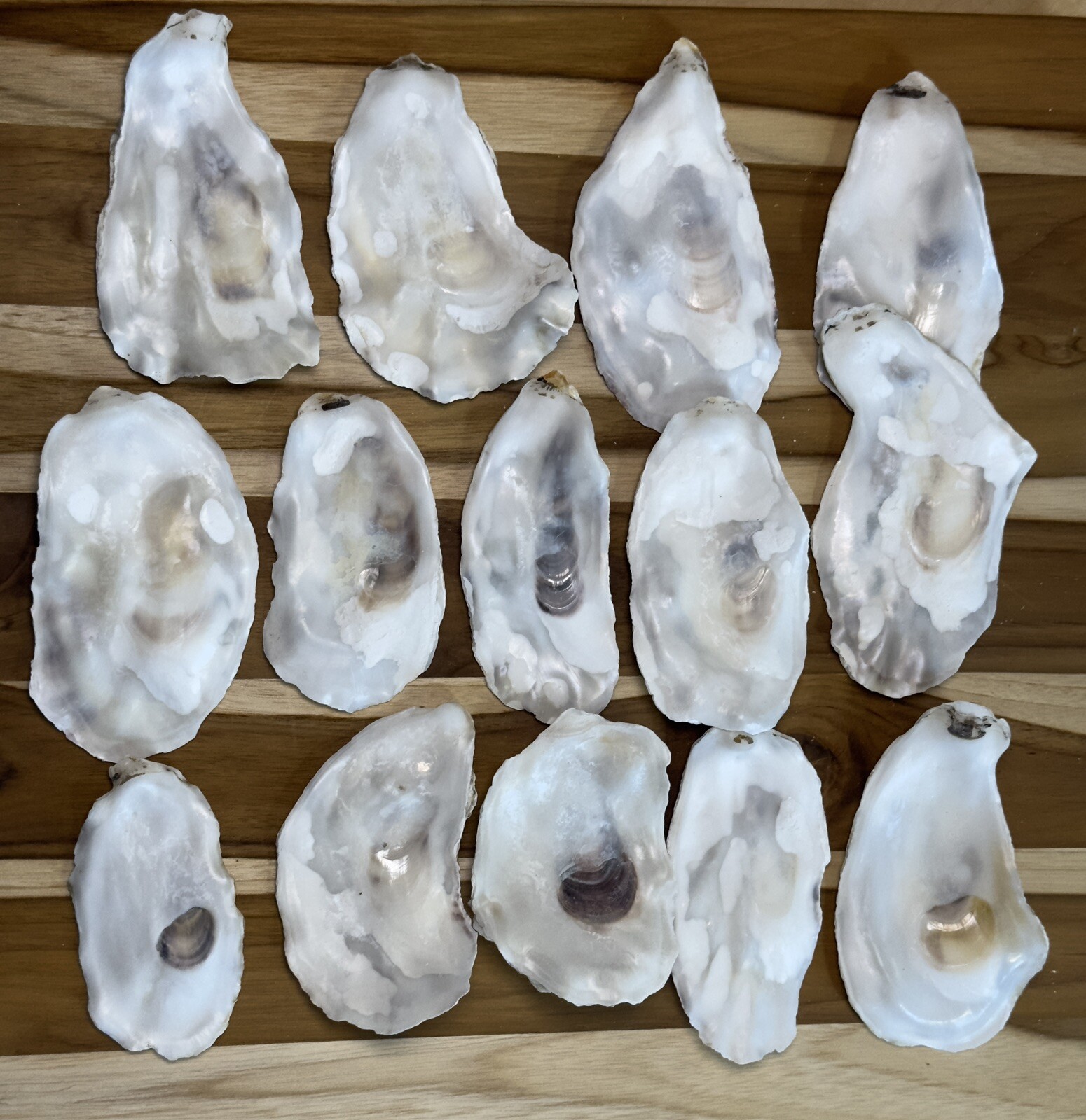 180 Oyster Shells Flat Side 3-4.5” Bulk Clean No Smell Art Jewelry Dish