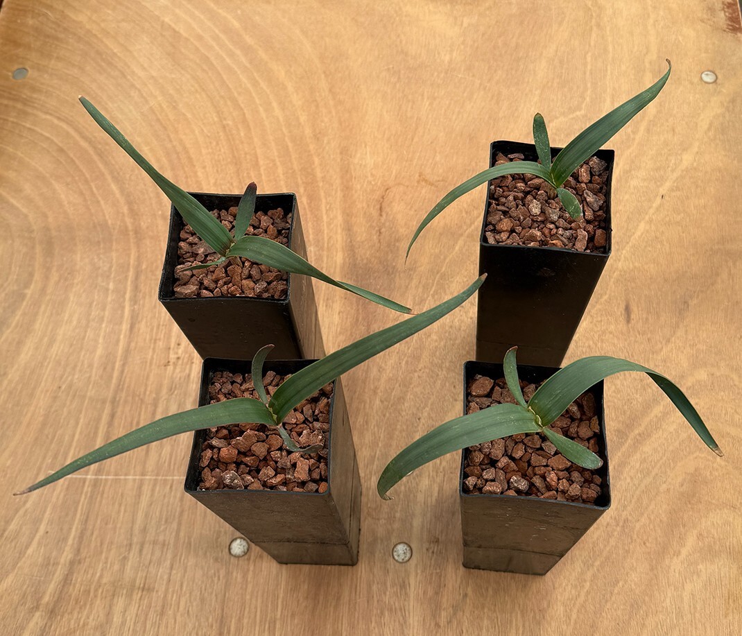 Welwitschia mirabilis (larger size)