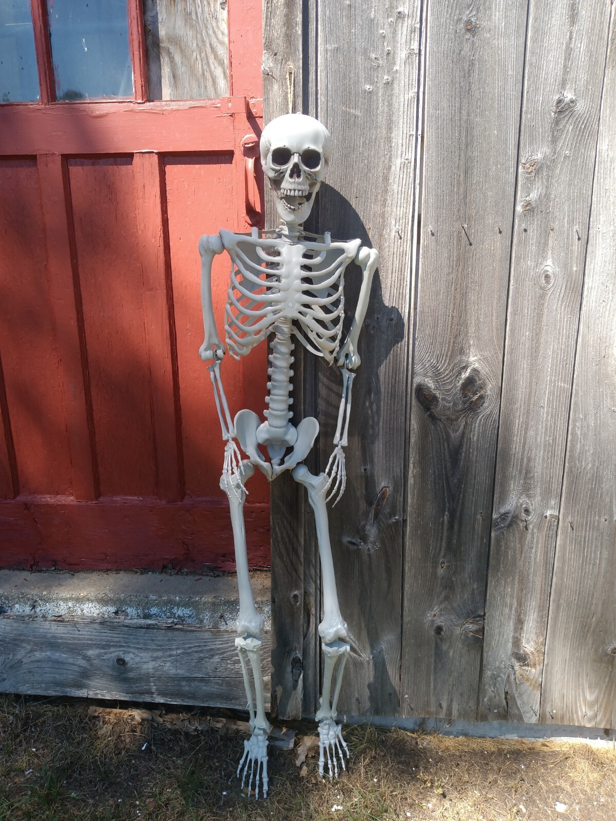 Halloween Deluxe Human Skeleton 5'4" Pose able Life Sized