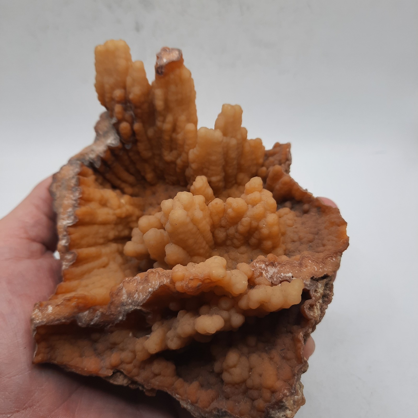 Botryoidal Agatized Coral Specimen , Suwanee River, Florida 6 x 4 1/2 x 3