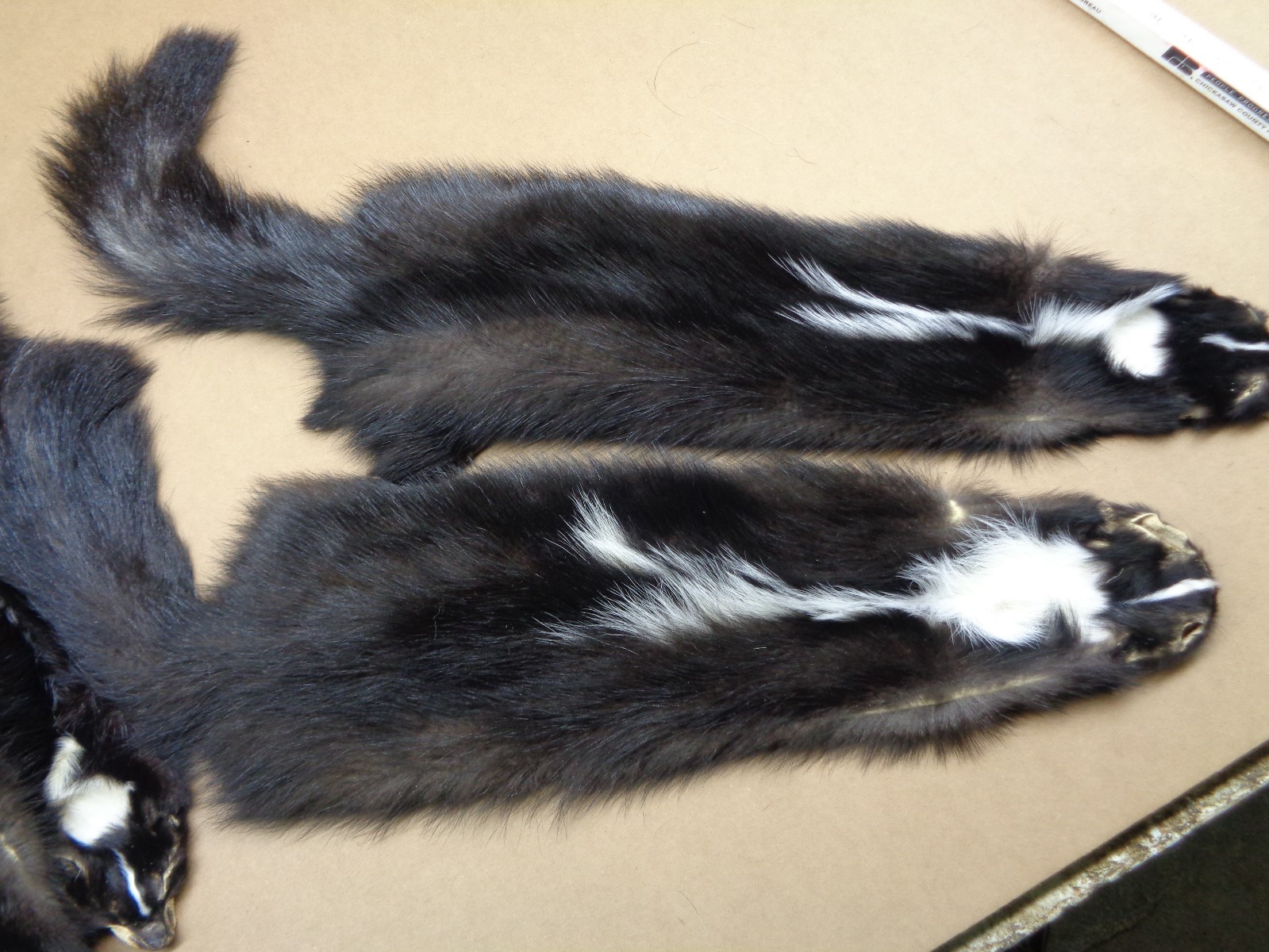 Professionally Tanned V Stripe Skunk hide/skin/fur/gag gift/prank/Harley gear