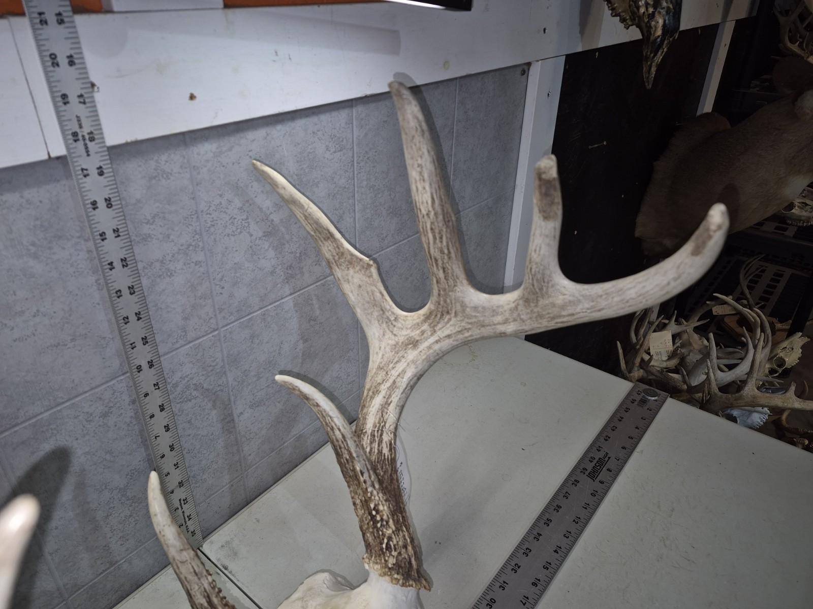 HUGE Wild 10pt 166" Whitetail Deer Skull European Decor Man Cave Taxidermy Buck