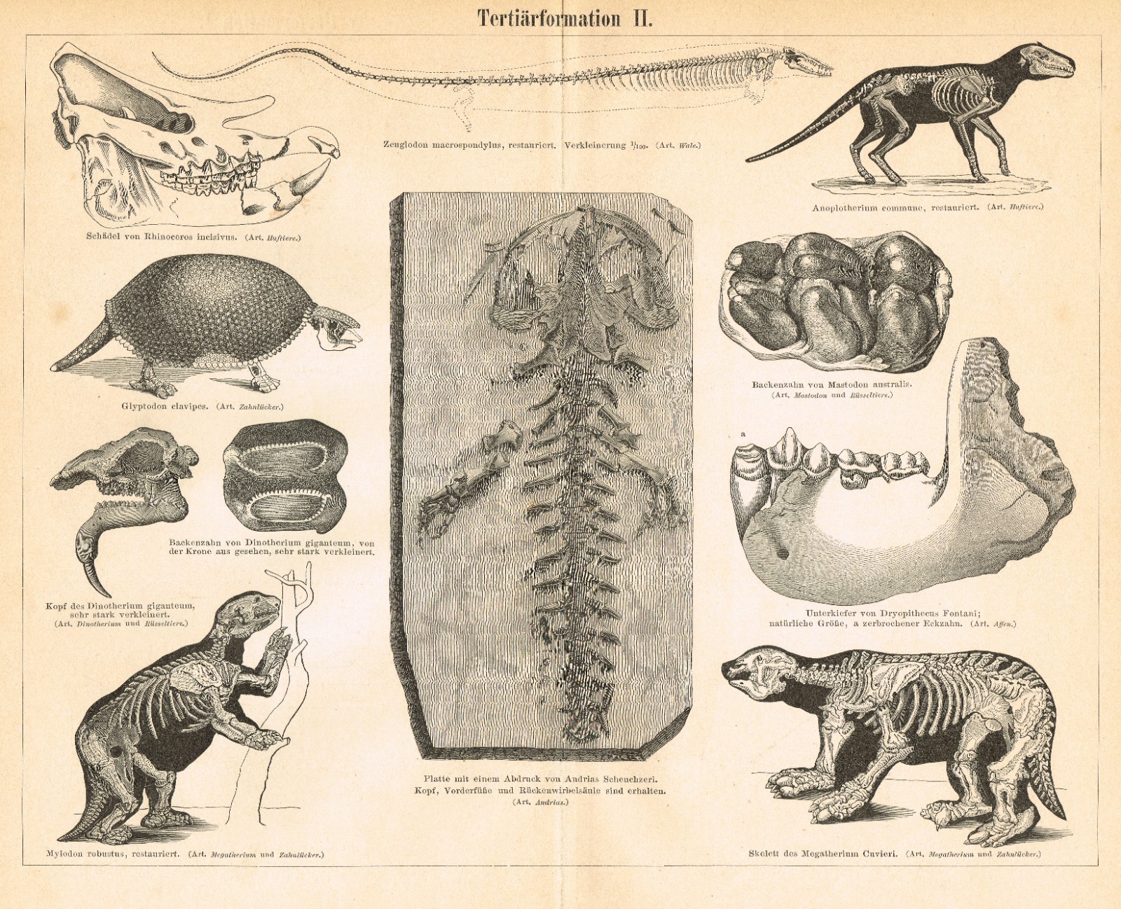 Paleontology Tertiary Geologic Period Paleogene FOSSILS Antique Print 1892
