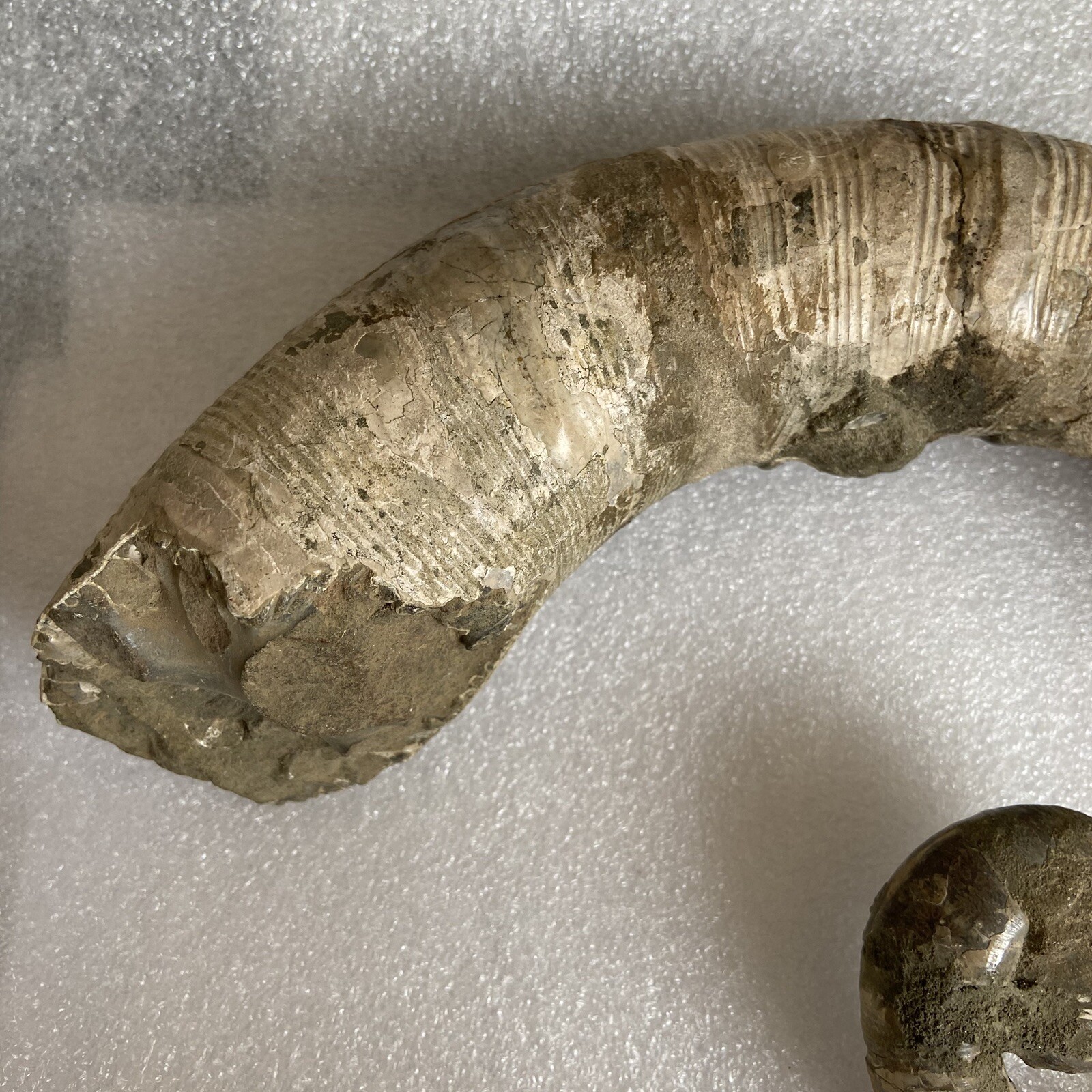 1242g215mm Big Repaired Ancyloceras Ammonite Fossil Sutures Crystal Display Mad