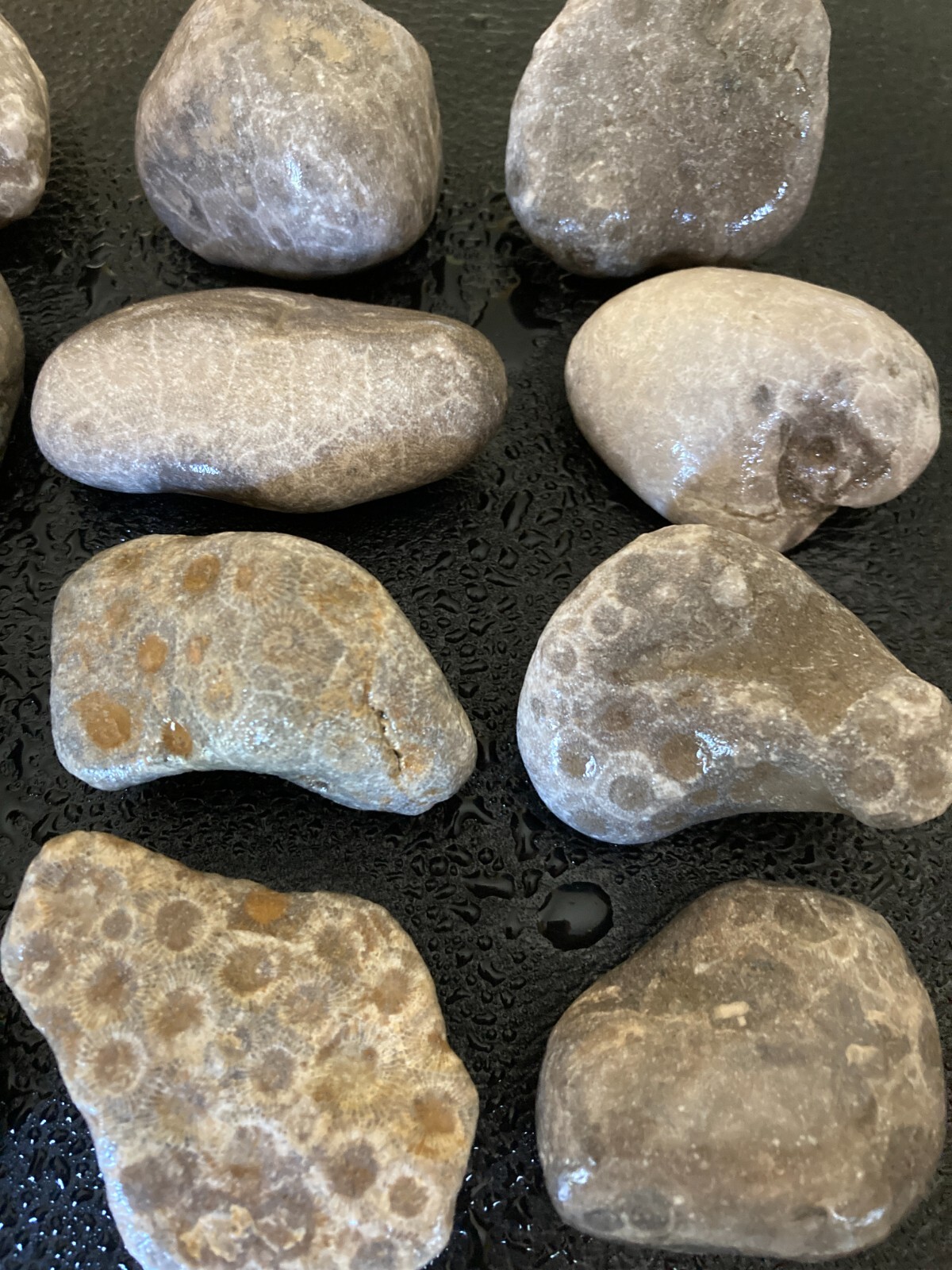 12pc BULK Michigan Petoskey Stones (Hexagonaria) - Natural Fossils 2.4LBS