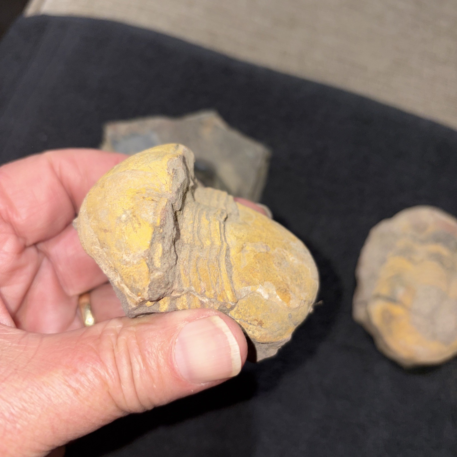 (3) Bumastus Like Trilobites Silurian China Large.