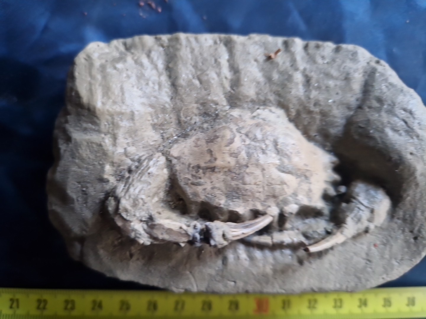 MASSIVE, LARGE, fossil CRAB from Java, Indonesia good details, great claws!