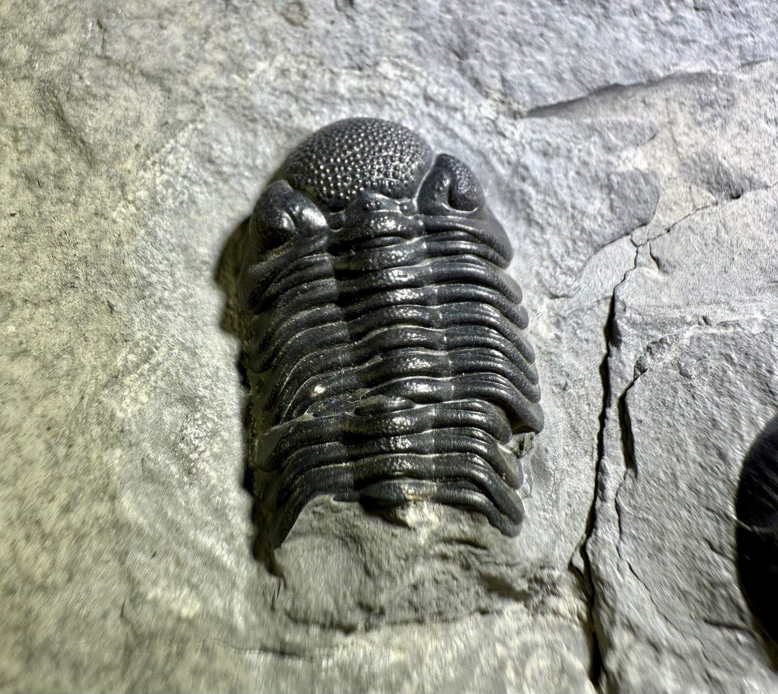 NICE Phacops Trilobite Plate ~ Penn Dixie New York ~ Devonian Period