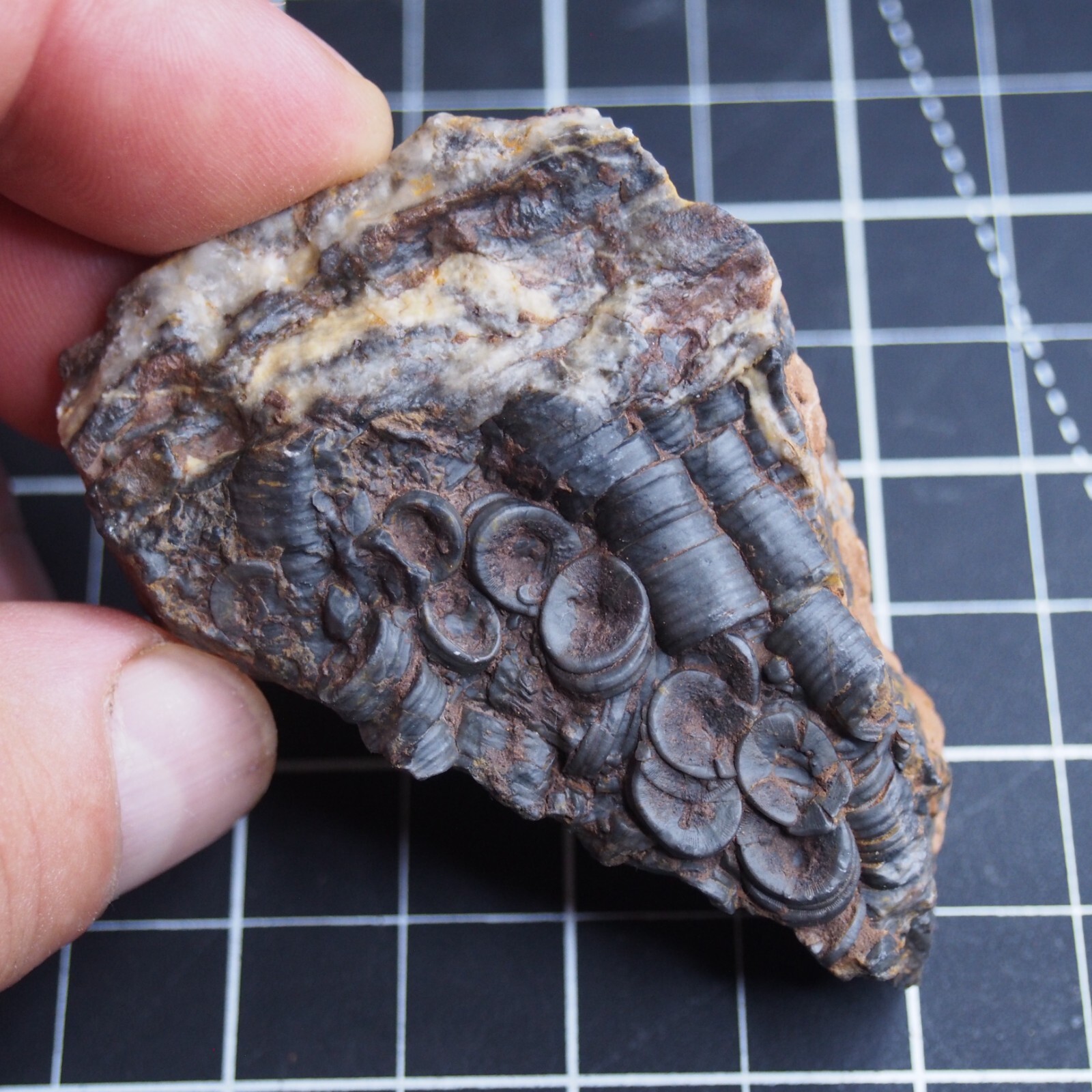 82g Mahoumacrinus sp. Scyphocrinites elegants Crinoid Devonian Fossil 1269