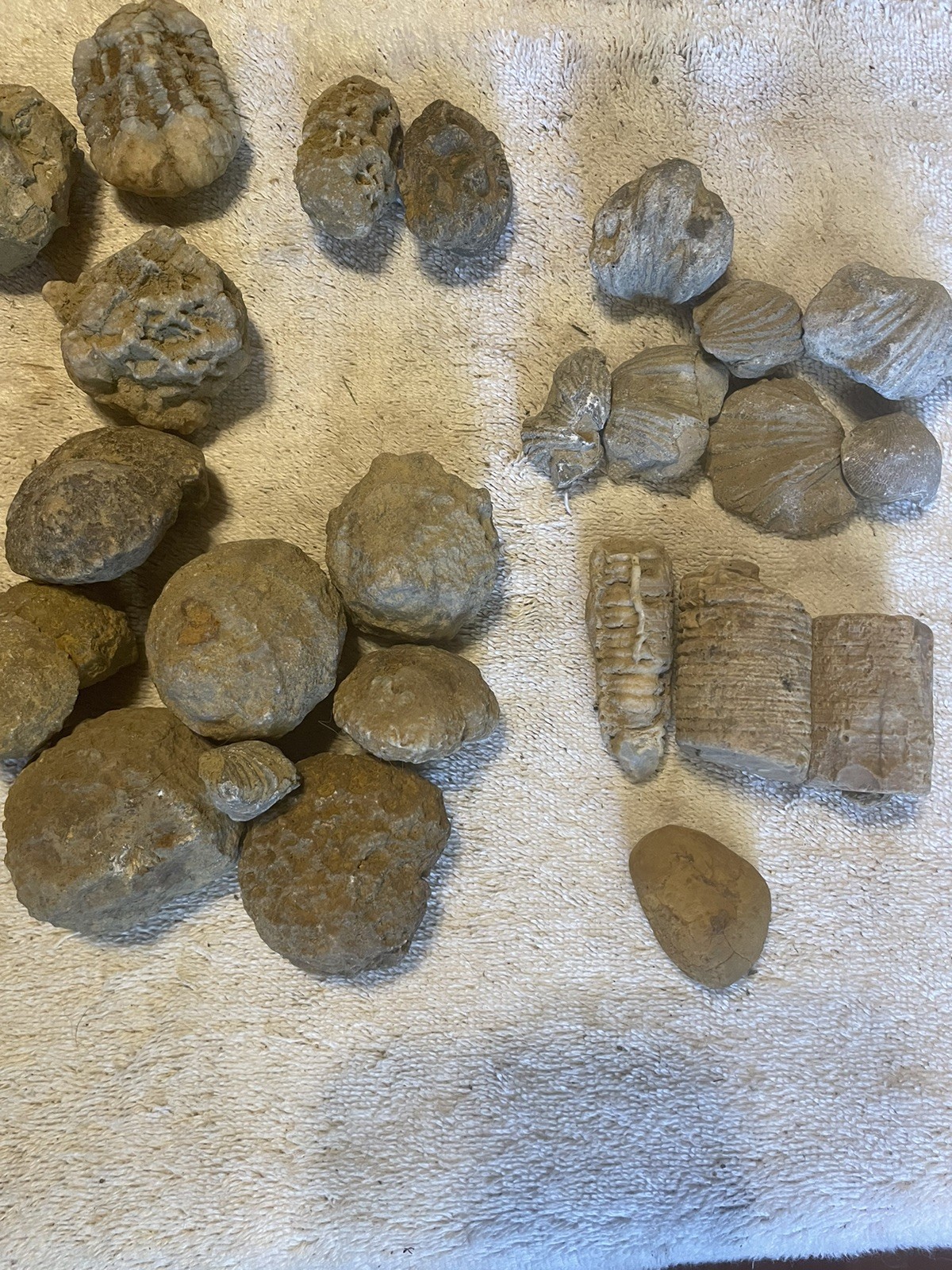 26-VARIOUS KENTUCKY FOSSILS. NICE ONES. 1” TO 2 1/2”.