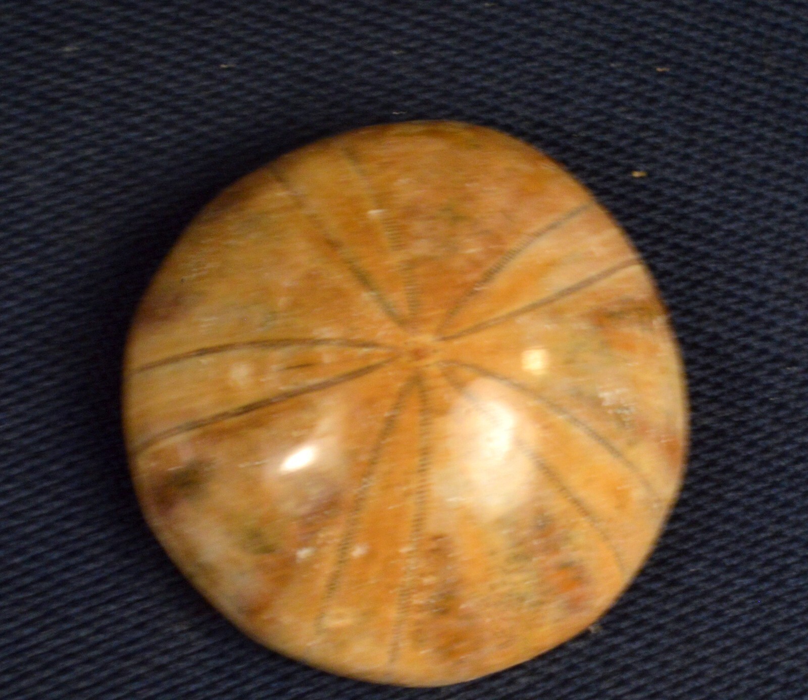 #11,993 Echinoderm Fossil (Sand Dollar) - Madagascar [ONE PIECE ONLY]