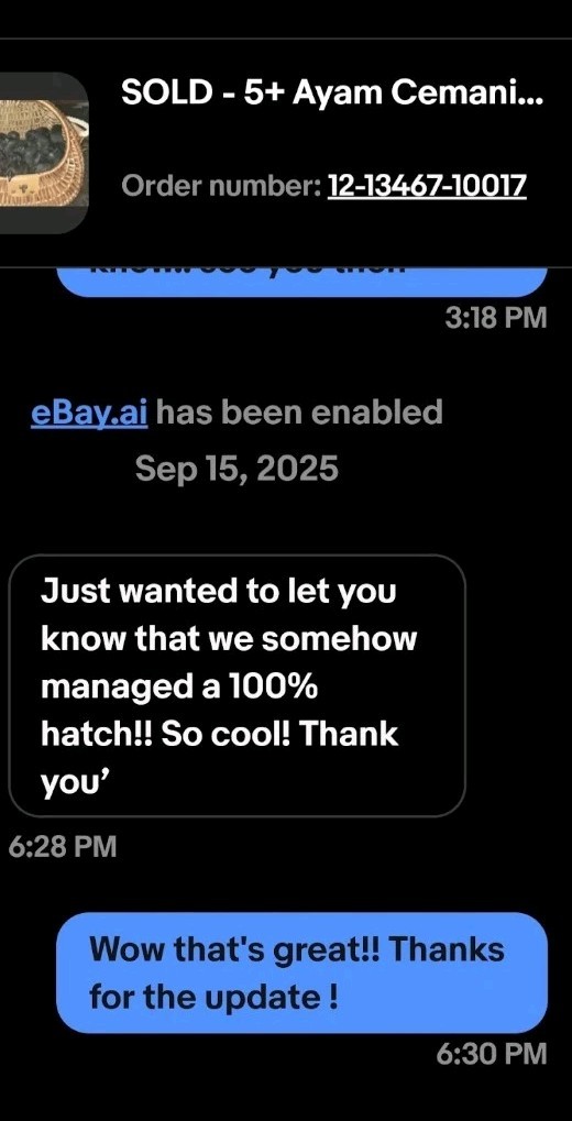 Ayam Cemani 12 Hatching Eggs – Fresh Fertile – Shipped 1–2 Days Old