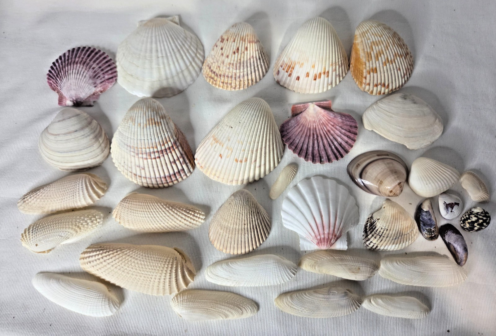 Lot of 32 Clam Scallop Shells Various Sizes from  1"- 4'' Natural Seashells