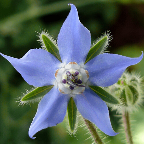 Borage Seeds Heirloom Non-GMO Herb Seeds with Free Shipping